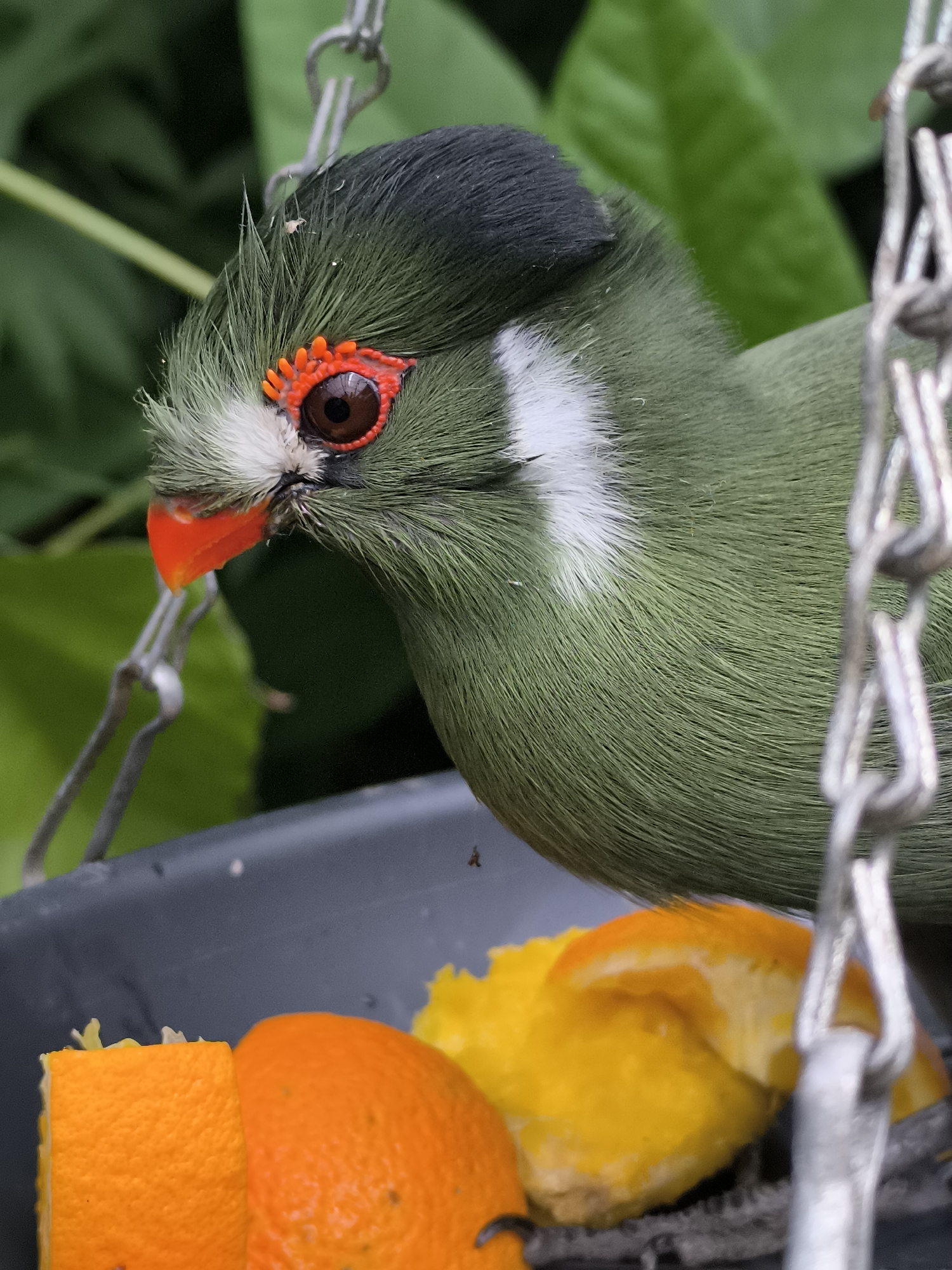 A Fischer's turaco is perched at a feeder containing orange and mango slices. The bird has a dark-green body, a black cap, a red eye ring, and an orange bill. The feeder is suspended by a metal chain. Green foliage is visible in the background. The location of the image is specified to be Waarland, Netherlands.