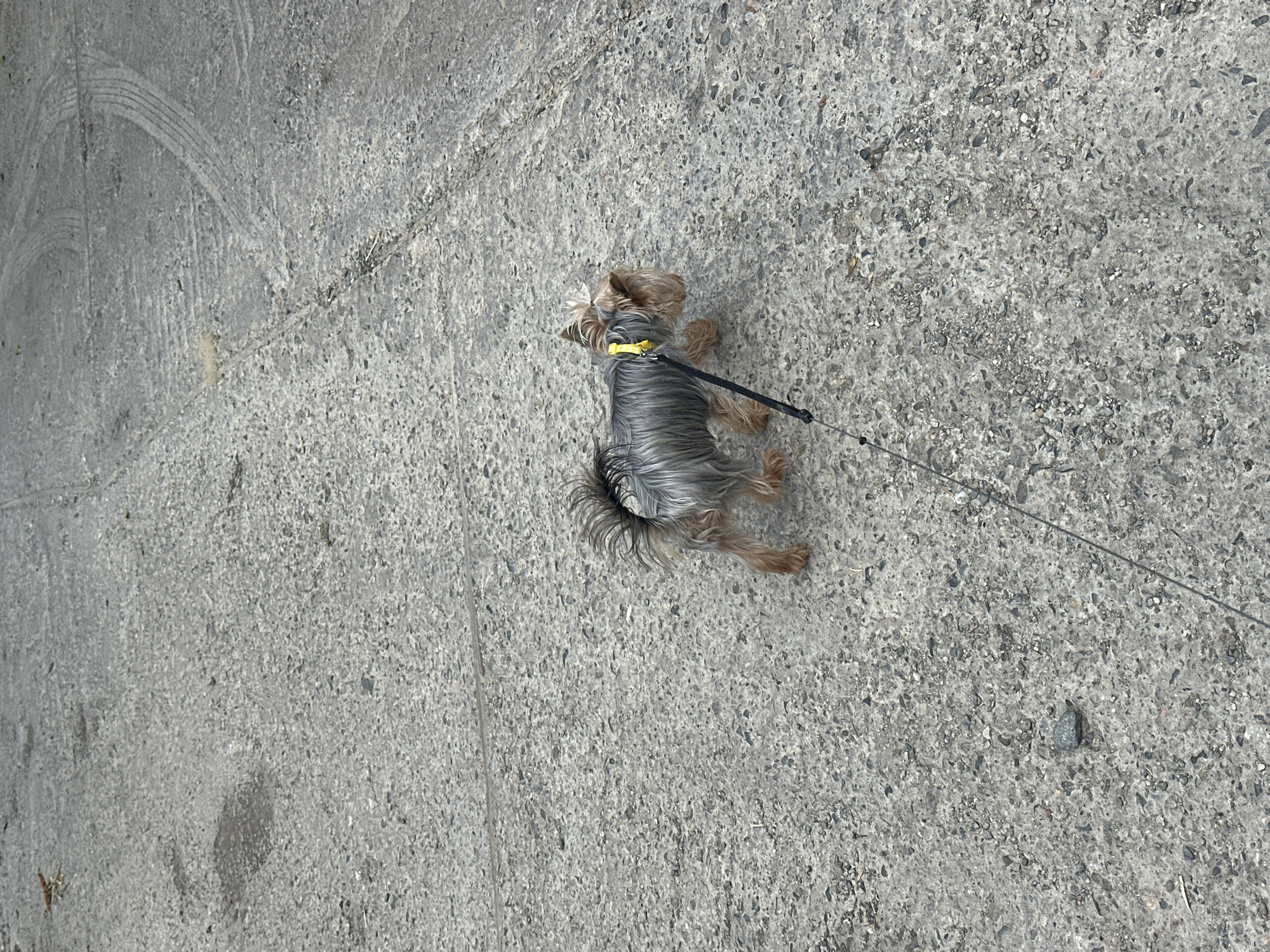 A small, long-haired dog, possibly a Yorkshire Terrier, is pictured walking on a concrete surface. The dog is wearing a yellow collar and is attached to a leash, which extends out of frame. The concrete appears to be a pathway or road, with visible tire tracks and various small stones embedded in its surface. The background is out of focus, but suggests an outdoor environment. The location is identified as Razdolnoye, Russia.