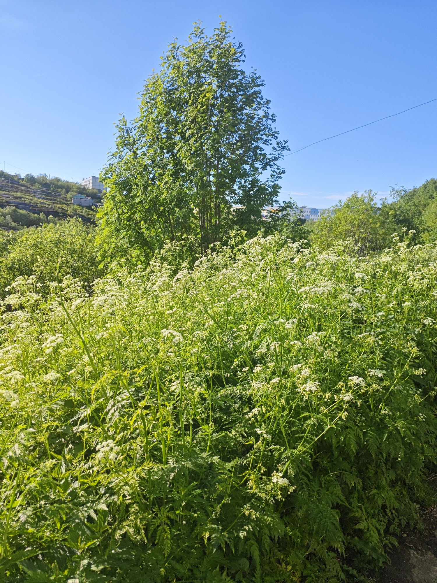 In Polyarny, Russia, a photograph captures a vibrant natural scene under a clear blue sky. Dominating the foreground is a dense thicket of tall, green plants with clusters of small white flowers, creating a lush, wild meadow effect. A large, leafy green tree stands tall behind the flowering plants, its branches reaching towards the sky. In the background, a gently sloping hill is visible, dotted with more greenery and some buildings, including what appears to be an apartment building. The overall impression is one of a sunny day in a semi-urban area where nature is thriving.