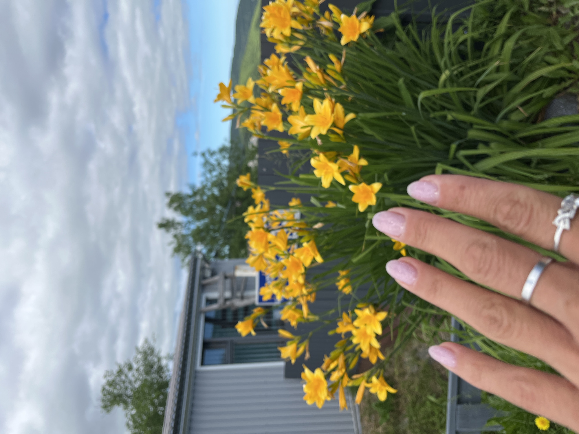 A close-up shot focuses on a person's left hand, adorned with light pink, glittery nail polish and two silver rings, one plain band and another with a floral design. The hand is positioned in the foreground, partially obscuring a vibrant cluster of yellow daylily flowers. In the background, a gray, corrugated metal building with a dark roof and windows is visible, along with a portion of a dark fence. Beyond the building and flowers, a lush green landscape stretches towards a cloudy sky. The scene is consistent with an outdoor setting, possibly a yard or garden, in Petropavlovsk-Kamchatsky, Russia.