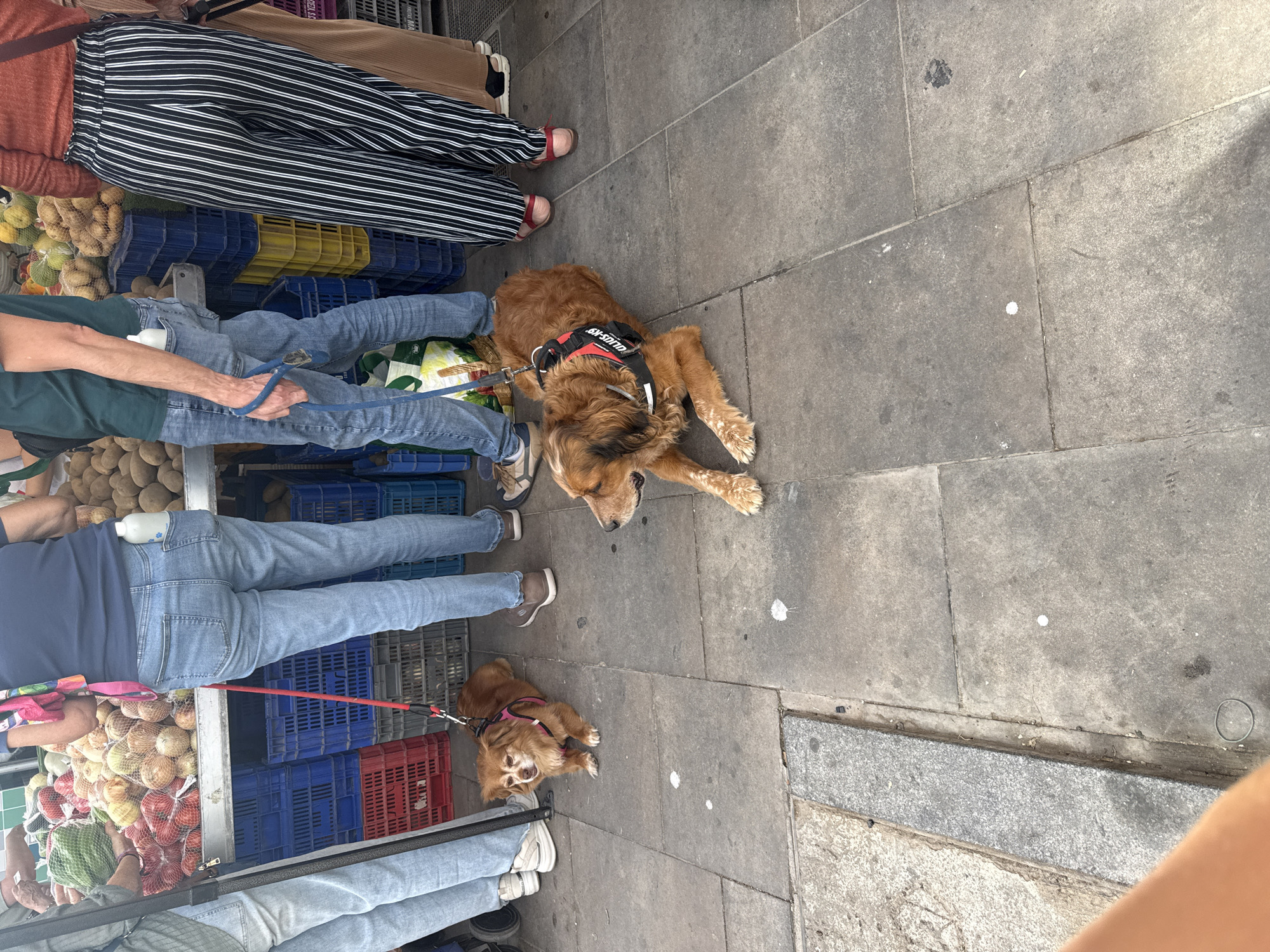 The image shows two dogs on a paved surface. One dog, a small brown breed, is lying down with a pink harness and a red leash. The other dog, a larger golden-brown breed, is also lying down and has a black harness with red trim that says "JULIUS-K9". In the background, people are standing behind stalls of produce, including onions, potatoes, and possibly some fruit. The ground is made of grey paving stones. The scene appears to be outdoors at a market.