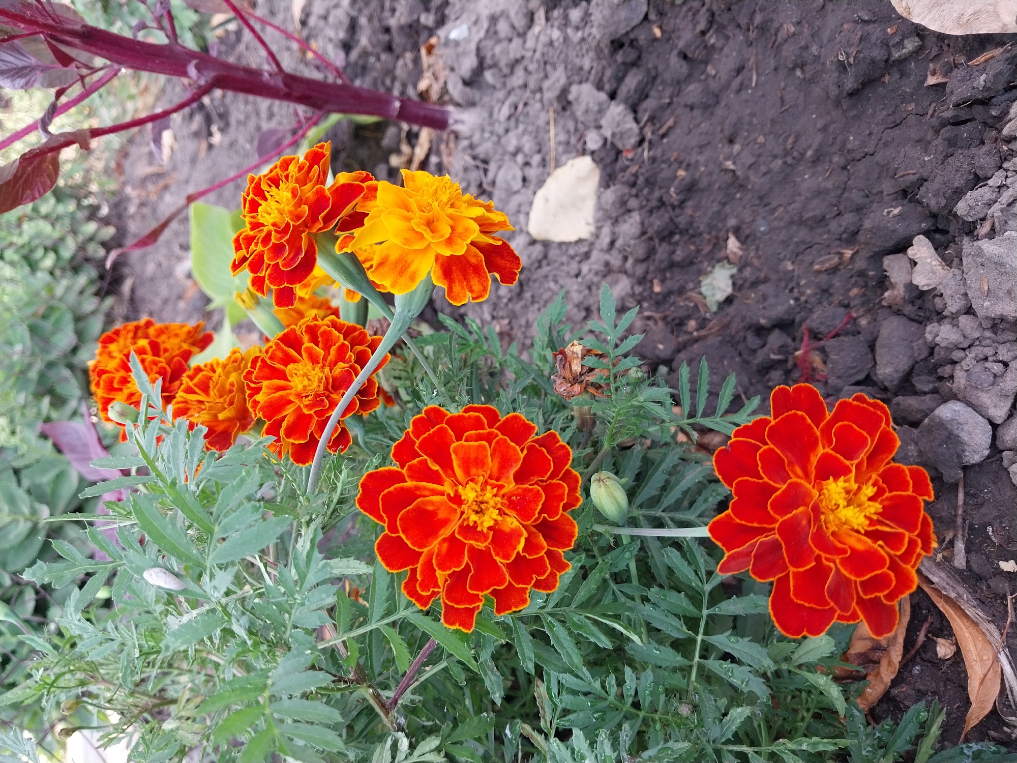 The image shows a close-up view of several marigold flowers in a garden. The flowers are primarily orange and yellow, with some red accents. They are in various stages of bloom, with some fully open and others still forming buds. The foliage is a deep green and appears slightly wet, possibly from dew or recent watering. The background consists of dark soil and some scattered rocks, typical of a garden bed. A thin, dark red stem of another plant is visible on the right side of the frame, with some dark leaves. The overall impression is of a vibrant and natural outdoor scene. The location is identified as Doslidne, Ukraine.