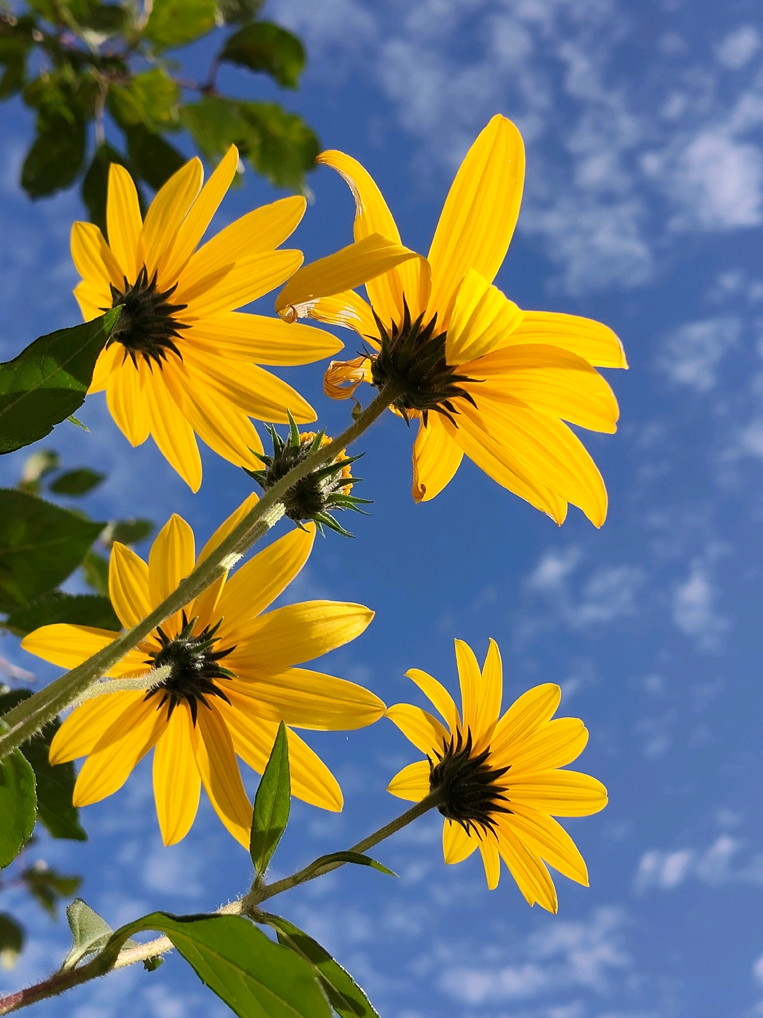 This is a low-angle, close-up photograph of several yellow wildflowers with dark centers, viewed against a bright blue sky with scattered white clouds. The flowers are in various stages of bloom, with some fully open and others still developing buds. Their petals are slender and pointed, and the undersides of the flower heads are visible. Green leaves and stems are also present, framing the flowers. The lighting suggests it is daytime, likely sunny. The image does not depict any identifiable landmarks or elements that would suggest a specific location within the city of Chekhov, Russia. There are no people, animals, or human-made structures visible in the scene.