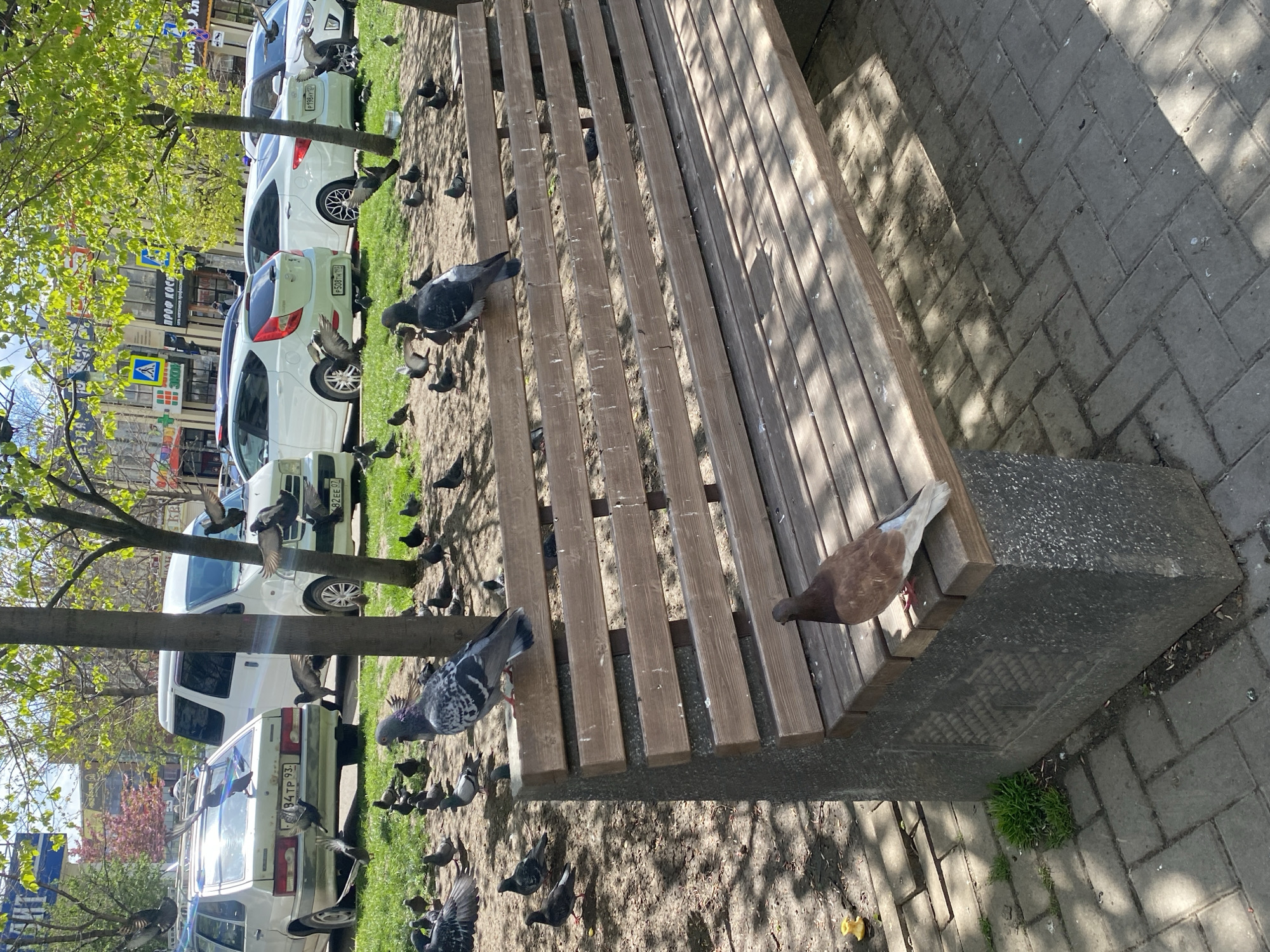 The image captures an outdoor urban or suburban scene on a bright, sunny day, indicated by strong shadows. A long wooden slatted park bench, supported by concrete blocks, occupies the right side of the frame, angled towards the upper left. The bench shows signs of use and some white markings, possibly bird droppings.
Numerous pigeons are the primary subjects. They are scattered across the ground, which consists of dry soil with patches of green grass and grey herringbone-patterned paving stones. Many pigeons are clustered around the base of the bench and on the ground, while a few are perched on the bench itself. One distinctive brown pigeon is visible on the far right end of the bench. The pigeons exhibit various shades of grey and brown plumage, and some appear to be foraging or resting.
In the background, several white cars are parked along what appears to be a street or parking area. Trees with fresh green leaves line the background, providing some shade. Behind the cars, buildings are visible with some Cyrillic text on shop signs, such as "ПРО КОС..." and "ЭКО...". A blue pedestrian crossing sign (white triangle, walking person) is also visible.
Visible car license plates include: P190ME97, P508ME97, E82EE97, and E94TP93. The scene conveys a quiet, everyday moment in a city or town where pigeons are common.