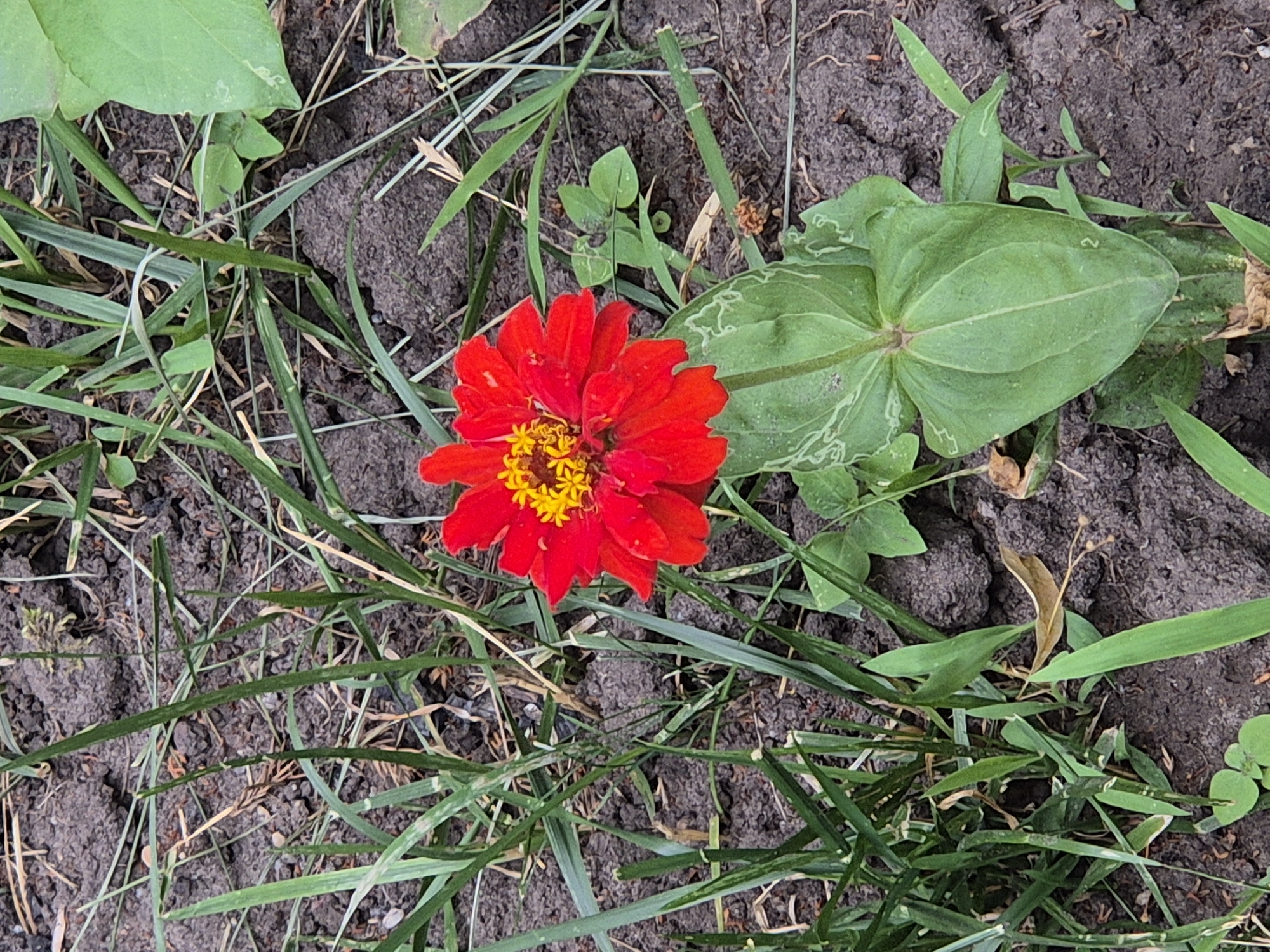 A single, bright red zinnia flower with yellow centers stands prominently in the center of the frame. It is surrounded by dry, cracked soil and patches of green grass and foliage. The lighting suggests an outdoor setting, possibly in a garden or natural area. The image captures the flower from a slightly elevated, close-up perspective. There are no people or animals visible in the scene. The environment appears somewhat dry, with scattered brown leaf debris and sparse vegetation around the flower.