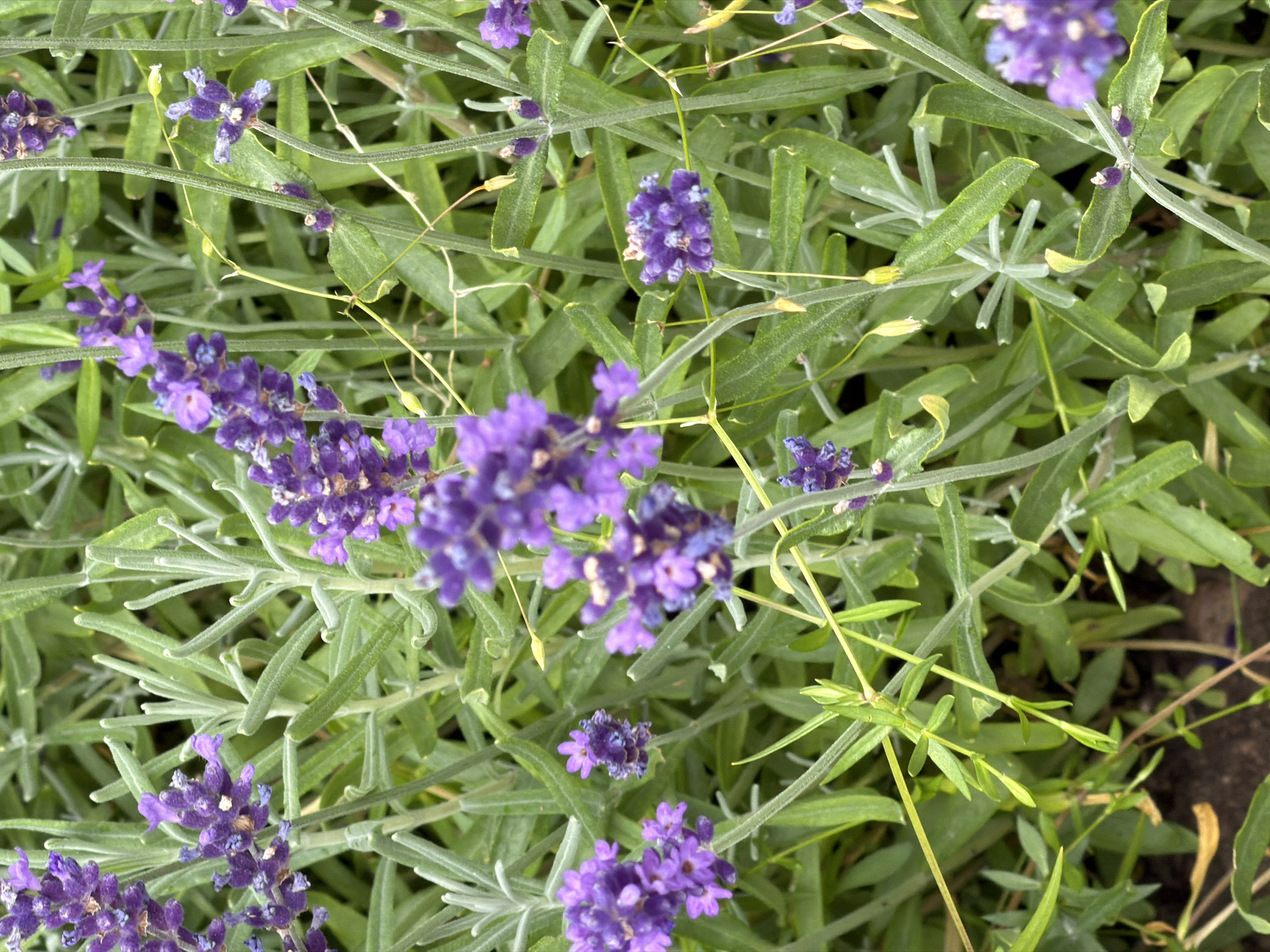 This is a close-up, top-down view of a lavender plant in Aneby, Sweden. The image is dominated by the lush green foliage and vibrant purple flowers of the lavender. The focus is on the natural beauty of the plant, with no humans or man-made objects visible. The scene appears to be an outdoor garden or park, with the soft lighting suggesting it was taken during the daytime. The image is crisp and clear, allowing for a detailed examination of the intricate textures of the lavender petals and leaves.
