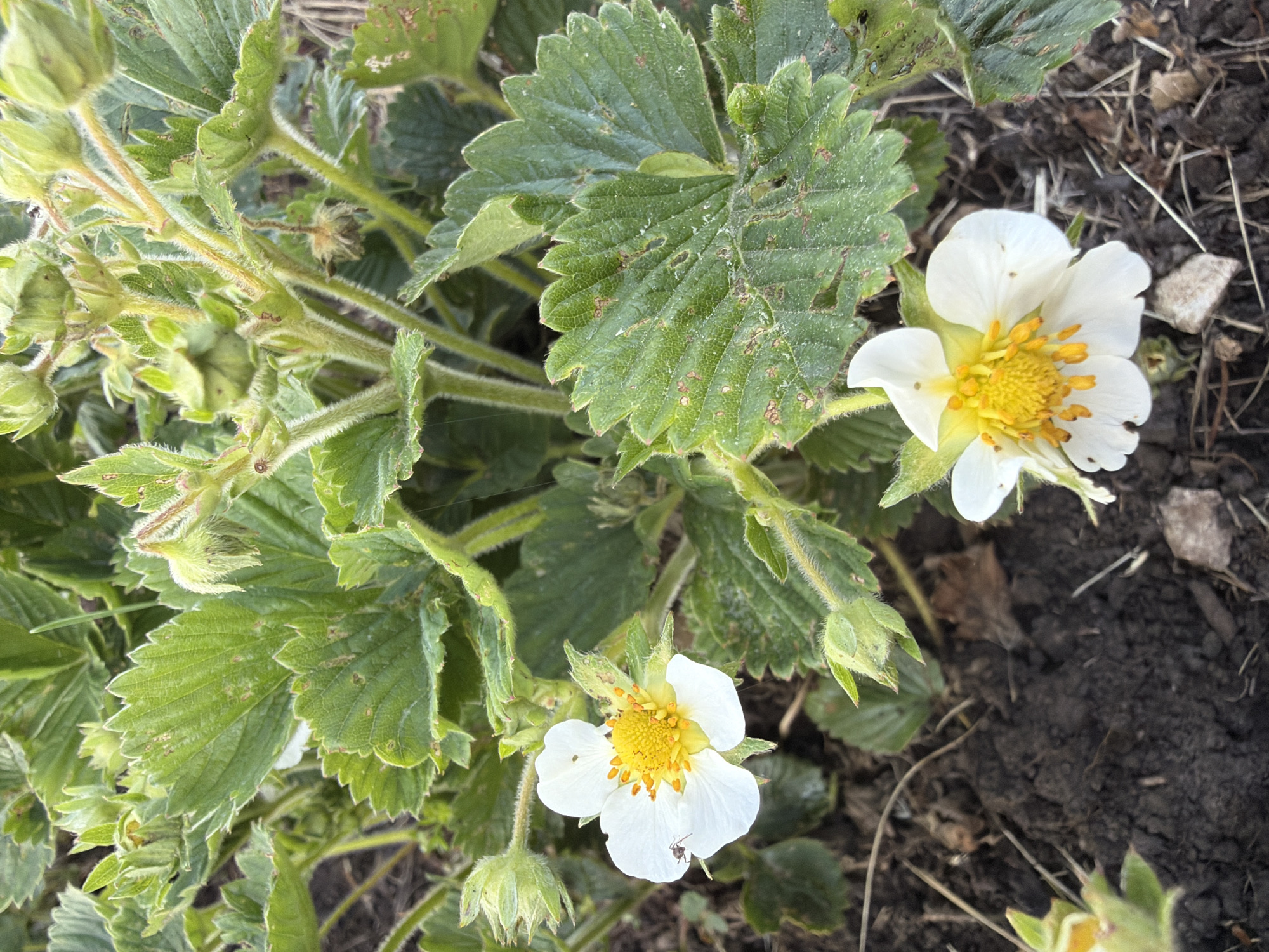 The image shows a strawberry plant in bloom, likely located in a garden or cultivated area. Two white flowers with yellow centers are visible, along with several green leaves showing some signs of potential disease or damage. The background consists of soil and some dead plant matter. There is no indication of the location being specifically in Bolsheustyikinskoye, Russia, or any identifiable city for that matter, as there are no distinguishing elements. No people, subjects, actions, or interactions are present. The environment consists of cultivated plant growth and the surrounding soil.