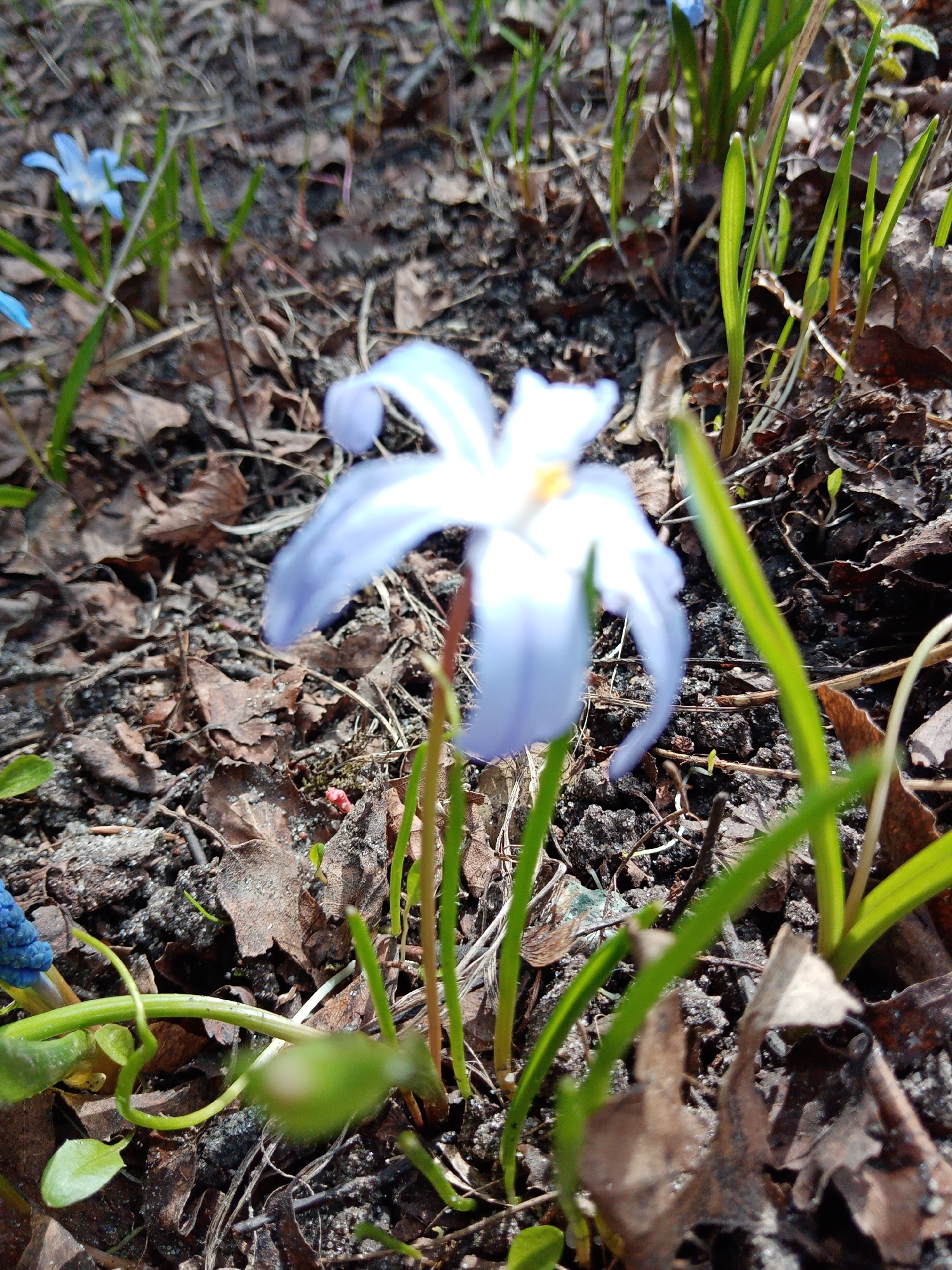 The image shows a close-up of a blue flower in a garden bed. The flower has six petals and a yellow center. The surrounding soil is dark and covered with dead leaves and green shoots. The image was taken in Elektrostal, Russia.