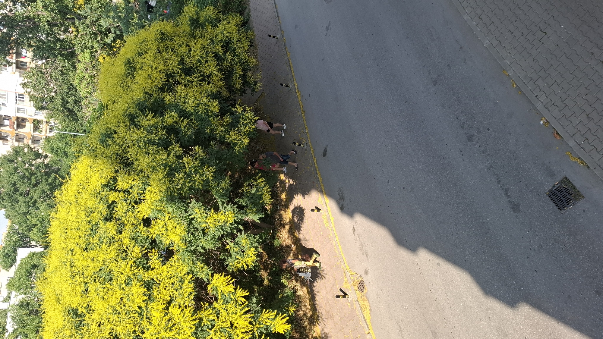 The image depicts a sidewalk and an adjacent road in Plovdiv, Bulgaria, likely in a residential area. A large, blooming yellow acacia tree dominates the upper left portion of the scene, its bright flowers contrasting with the green foliage. Fallen yellow petals are scattered on the sidewalk and the road. Three individuals are present on the sidewalk. One person, walking from left to right, is carrying a bag. Two other individuals are standing closer together, seemingly conversing. The background reveals apartment buildings and more trees. A manhole cover is visible on the asphalt road, and a shadow of a building falls across the road, indicating it is daytime.