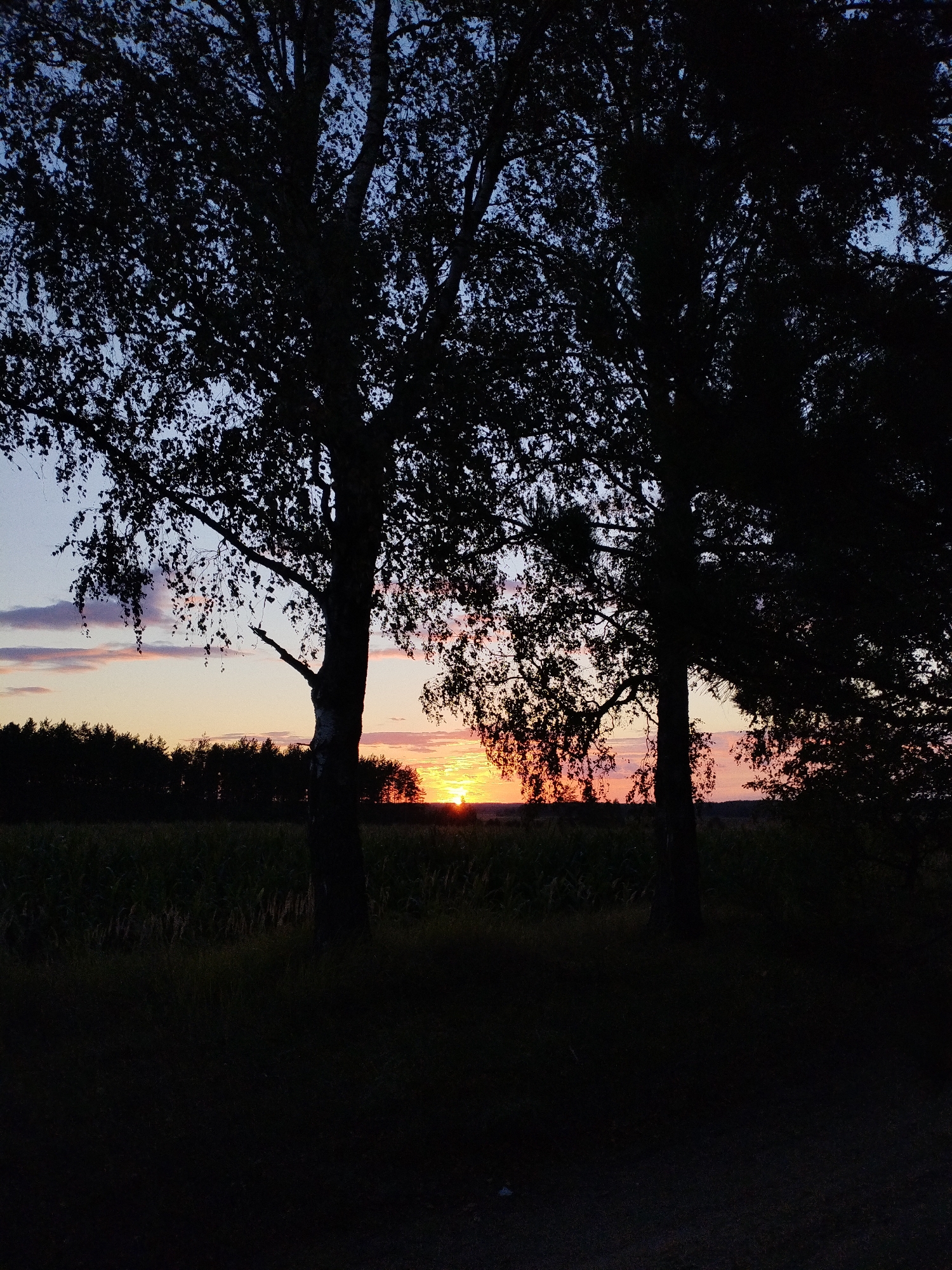 The image depicts a sunset in Bialynichy, Belarus. The foreground is dominated by the dark silhouettes of two large trees, likely birch trees, with their branches and leaves obscuring much of the sky. In the middle ground, a field of crops, possibly corn, is visible as a dark band. Beyond the field, a dense line of trees forms the horizon. The sky is a gradient of colors, transitioning from a pale blue at the top to soft oranges and pinks near the horizon, where the sun is setting. A few wispy clouds are scattered across the sky. The overall impression is one of peaceful twilight in a rural setting.