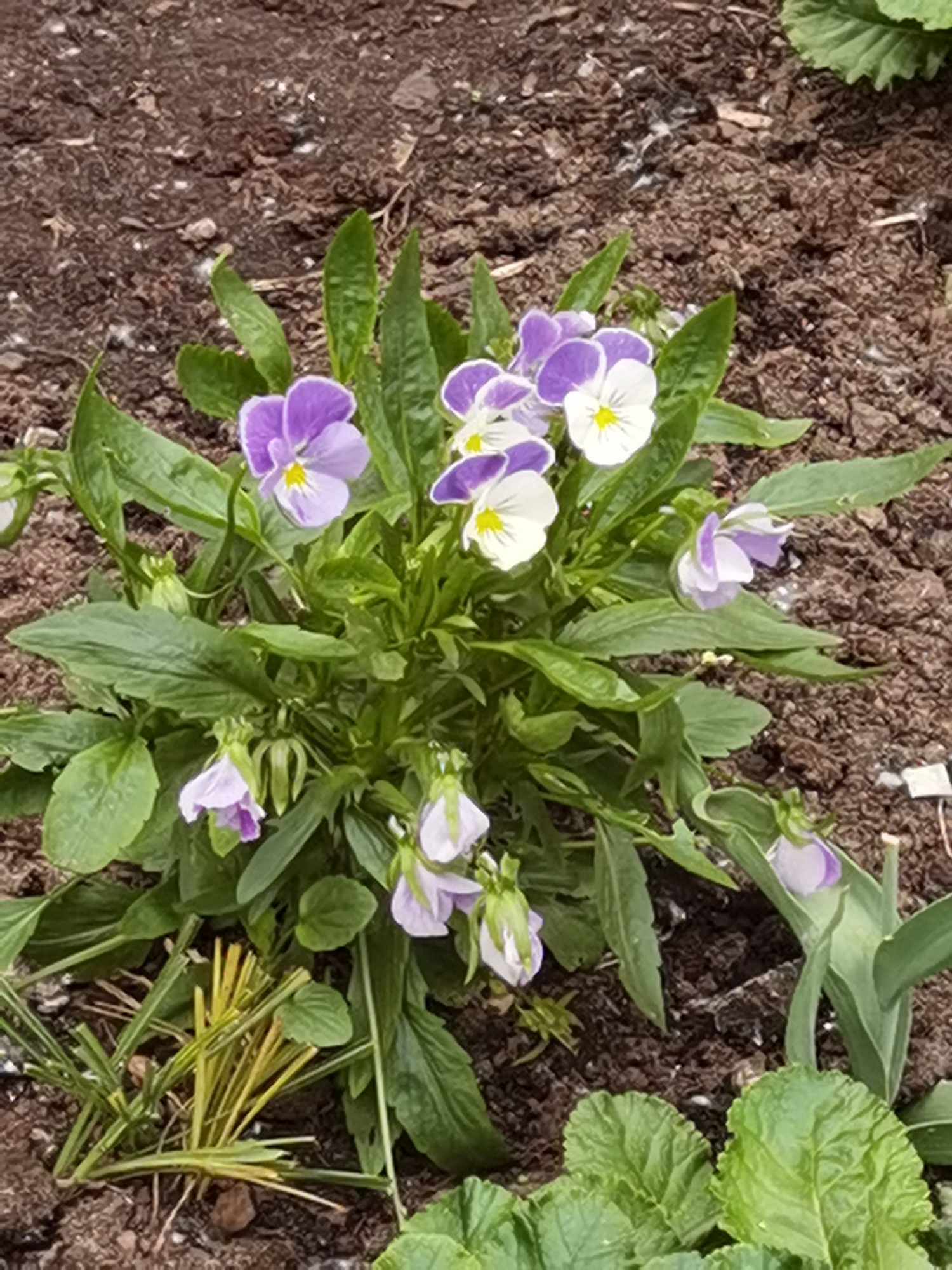 A close-up, overhead shot captures a cluster of delicate purple and white pansies blooming in dark soil. The flowers, with their characteristic petal shapes and yellow centers, are the primary subjects. Their green leaves form a lush backdrop. Scattered among the pansies are unopened buds and some wilting foliage. The soil appears moist and rich, with small pebbles and organic matter visible. In the lower left, a clump of dry, yellow grass lies on the ground. To the right, a broad, green leaf of another plant peeks into the frame. The lighting suggests an overcast day, casting soft shadows. The scene is likely a garden bed in Chaikovsky, Russia, given the context. No people are visible.