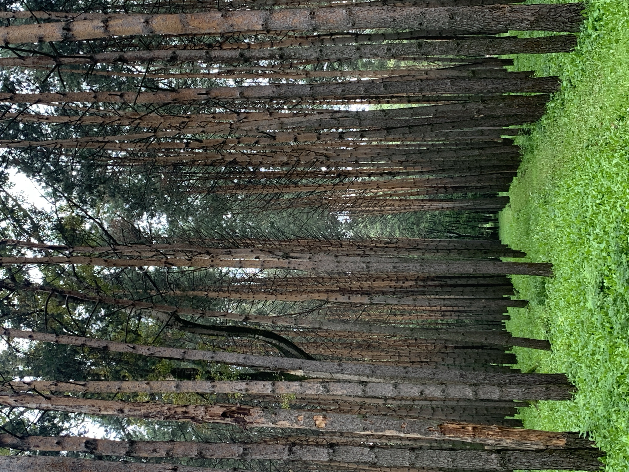 The image depicts a forest path lined with tall pine trees. The ground is covered in lush green foliage. The trees are densely packed, creating a sense of depth and perspective. Sunlight filters through the canopy, casting dappled shadows on the forest floor. The path appears to lead deeper into the woods, inviting exploration. The overall atmosphere is tranquil and serene, evoking a sense of natural beauty and peacefulness. The specific location is the Zeleny Bor (Green Pine) forest park in Prokopyevsk, Russia, a popular recreational area known for its pine tree plantations.