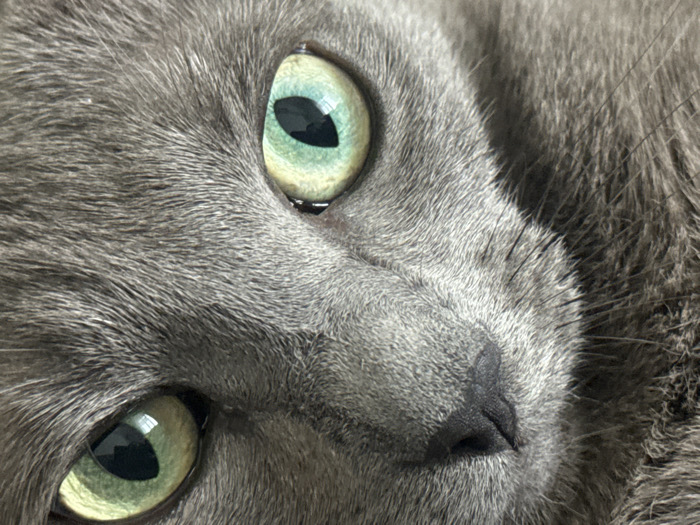 A domestic cat's face is depicted in a tight close-up, featuring dense, short grey fur. Two luminous eyes, with vivid yellowish-green irises and dilated black pupils, occupy the upper portion of the frame. The upper eye shows a small accumulation of liquid at its inner canthus. A dark, slightly moist, triangular nose is visible in the lower-right quadrant. Fine, dark whiskers extend from the right side of the animal's face, near the upper eye. The cat's head is tilted, giving the impression of an upward gaze or a reclined position. The immediate environment is undefined due to the extreme close-up. The scene is located in Moscow, Russia.