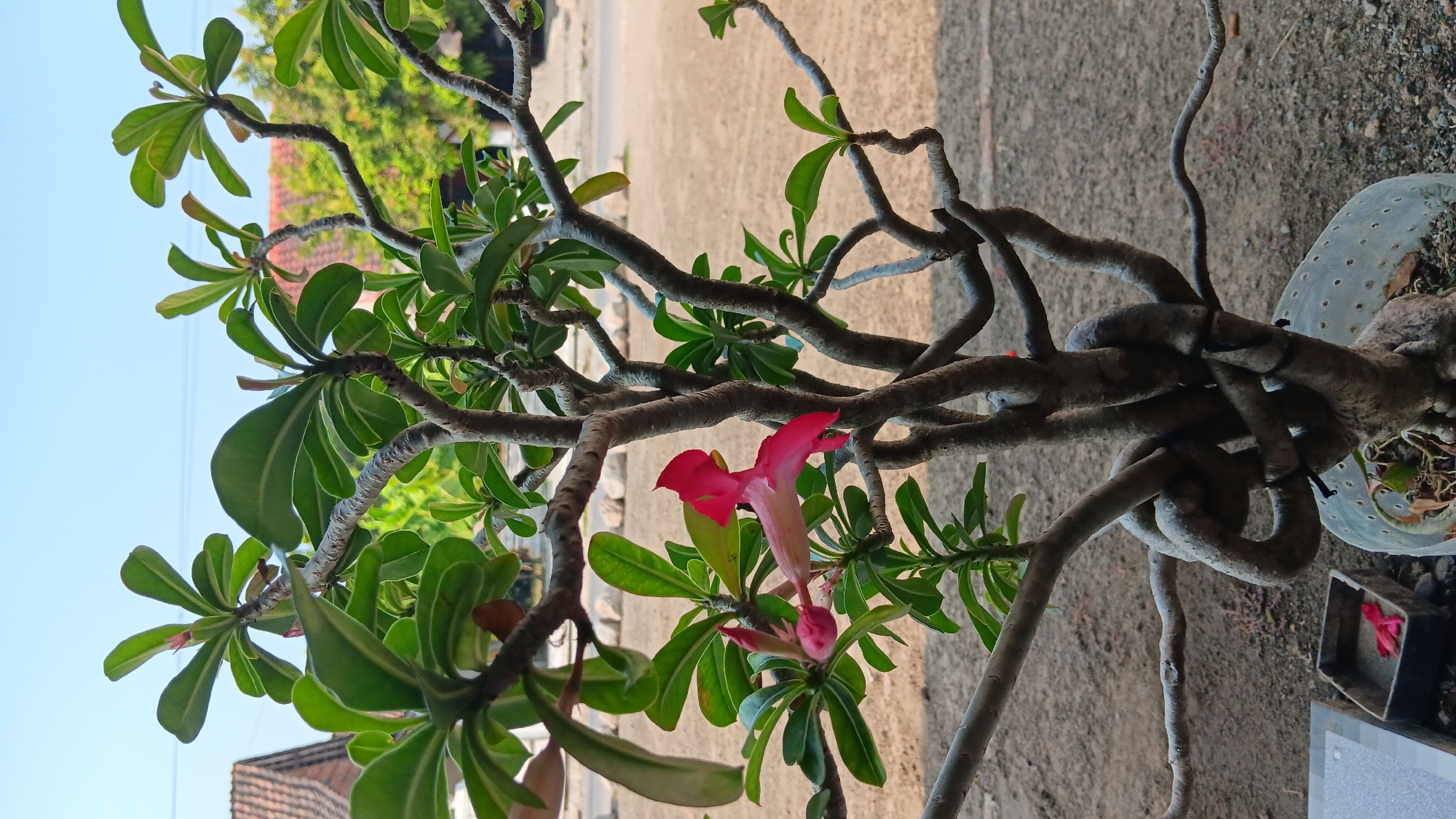 A close-up, eye-level shot shows a Desert Rose plant with vibrant pink flowers and green leaves. The plant's thick, gnarled branches are intertwined, with some tied with black twine. In the background, a dirt path and a house with a terracotta roof are visible. The sky is clear and blue. The image was taken in Sonobekel, Indonesia.
