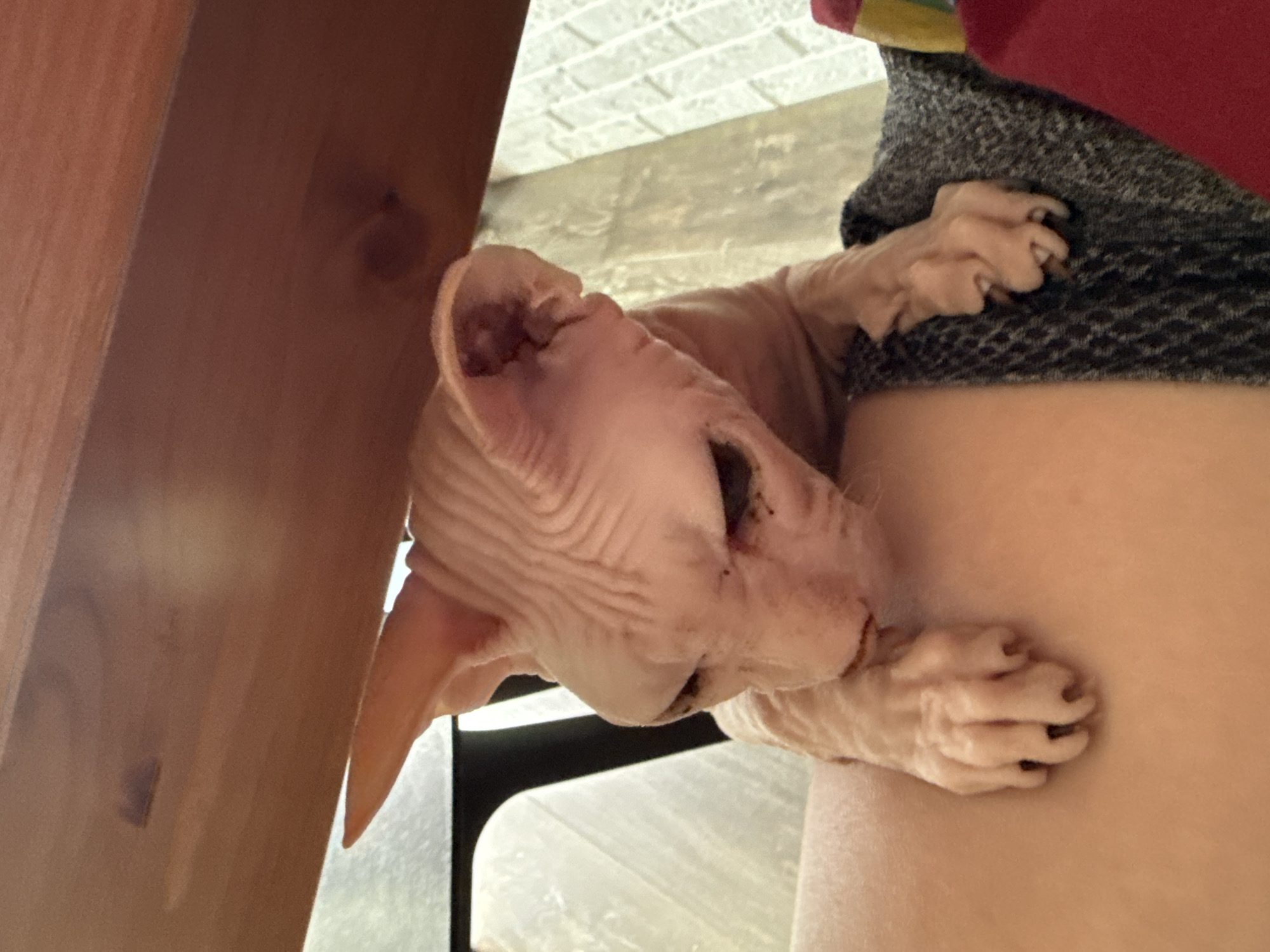 A light pink Sphynx cat with wrinkled skin is perched on a dark gray fabric, its front paws resting on the fabric and its hindquarters on a person's leg. The cat is looking down and to its left, with its ears pointed upwards and slightly to the sides. The background consists of a wooden surface above and a light-colored, patterned curtain behind. The scene appears to be indoors, possibly in a residential setting. There is no discernible information about the location in Krasnoyarsk, Russia.