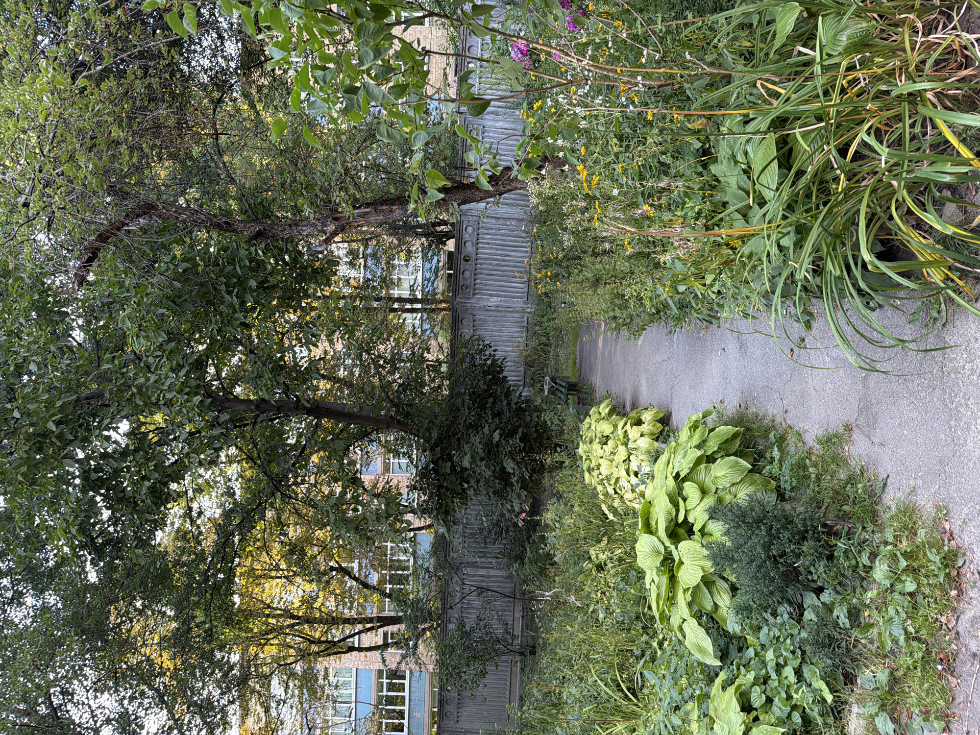 The image depicts a green, overgrown courtyard in a residential area of Kyiv, Ukraine. A paved pathway winds through a dense garden filled with a variety of plants, including large hosta leaves, tall grasses, and flowering plants with yellow and purple blooms. In the background, a gray concrete fence separates the courtyard from a multi-story brick building with blue and white window frames. Several trees, with lush green foliage, are visible throughout the scene, casting shadows on the ground. The overall impression is one of a slightly neglected but vibrant urban green space. There are no people or animals present in the image.