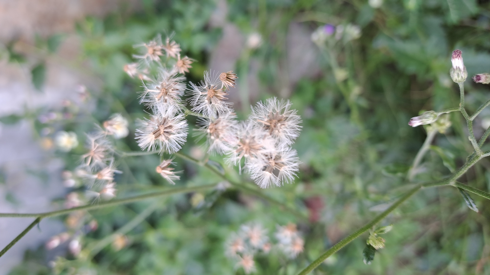 The image is a close-up, vertical shot of a flowering plant with white, feathery seed heads, likely taken in Julicotmeurak, Indonesia. The plant has thin, green stems and is surrounded by a blurred background of green foliage and some indistinct light-colored objects, possibly other plants or a wall. In the foreground, there are a few unopened flower buds with hints of purple and white. The focus is on the delicate, wispy seed heads, which are arranged in clusters. No people or animals are visible in the image. The lighting appears natural and soft, suggesting an outdoor setting, possibly a garden or a wild patch of vegetation.