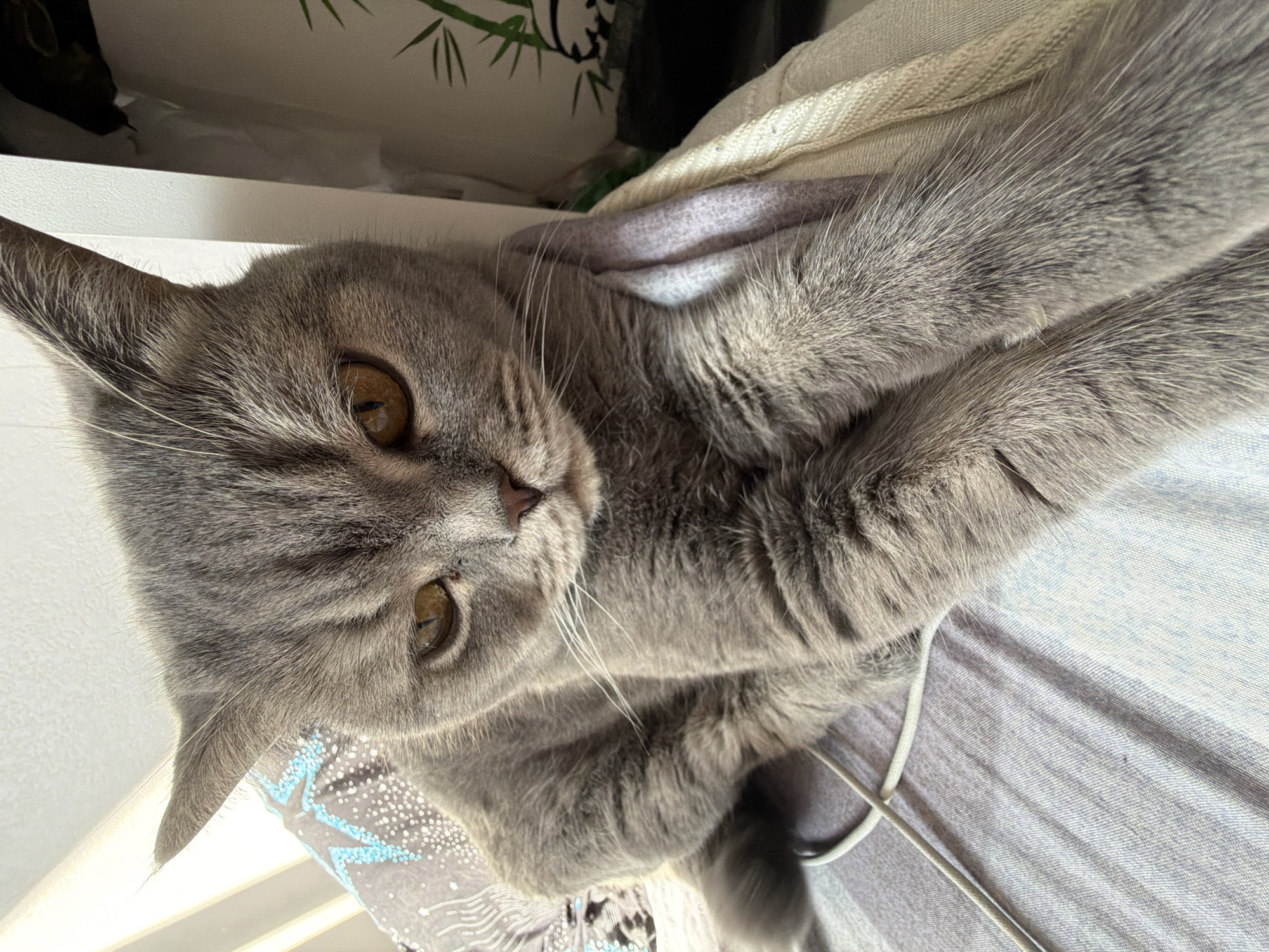 The image displays a close-up portrait of a grey cat, likely a British Shorthair breed, resting indoors. The cat is positioned on its side, its head slightly angled and looking directly towards the viewer with an alert and curious expression. Its dense fur is a uniform grey, complemented by prominent white whiskers and large, round amber-colored eyes. A small pink nose is visible.
The cat is lying on what appears to be bedding. To its immediate right (viewer's left), a light-colored, possibly off-white, textured or knitted blanket or throw is visible. Below the cat's body, a grey fabric with a distinct pattern of light blue and white shapes, possibly stars or abstract designs, can be seen, likely a sheet or another blanket. A thin white cable or cord lies across this patterned fabric near the cat's front leg. In the blurred background, above and behind the cat's head, subtle hints of dark green foliage, possibly from a houseplant with bamboo-like leaves, are visible against a light-colored surface, such as a shelf or wall.
The scene is well-lit, suggesting daytime. The cat appears calm and relaxed. No text is visible in the image. The location context provided for this image is Perm, Russia.