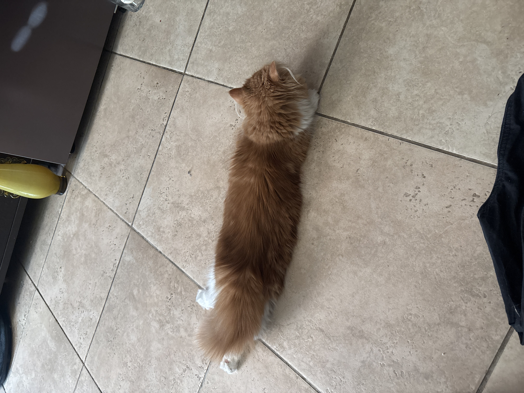 An orange and white cat is lying stretched out on a beige tiled floor. The cat is positioned horizontally in the center of the frame, with its head to the right and its tail to the left. Its body is elongated, and its front paws are tucked underneath its chest, while its back legs are extended behind it. The cat has long, fluffy fur. In the background, part of a dark brown piece of furniture and a yellow vase are visible. The floor tiles are square and arranged in a grid pattern.