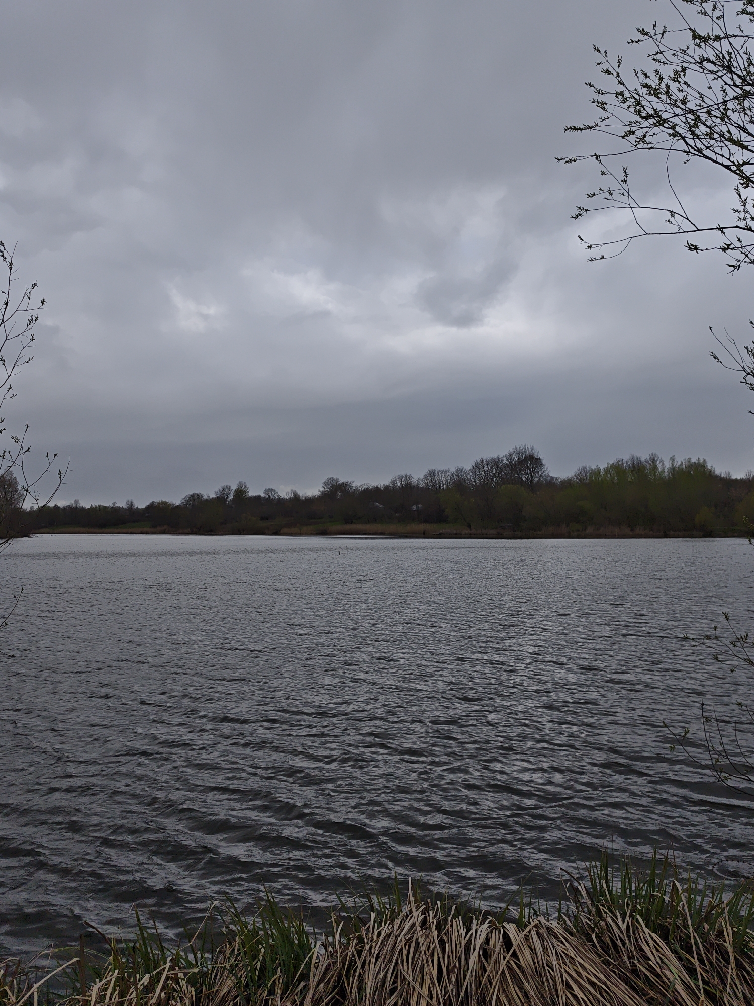 The image depicts a lake or wide river under a heavily clouded, overcast sky. The water's surface is ruffled by wind, creating numerous small waves. A line of trees and bushes is visible on the far bank, with varying shades of green indicating different species or stages of foliage growth. The immediate foreground contains reeds and grass, both green and brown, suggesting marshy or damp conditions. There are tree branches visible on the left and right side of the image. There are no people visible in the scene. I am unable to confirm the location of Parkhomivka, Ukraine in the image.