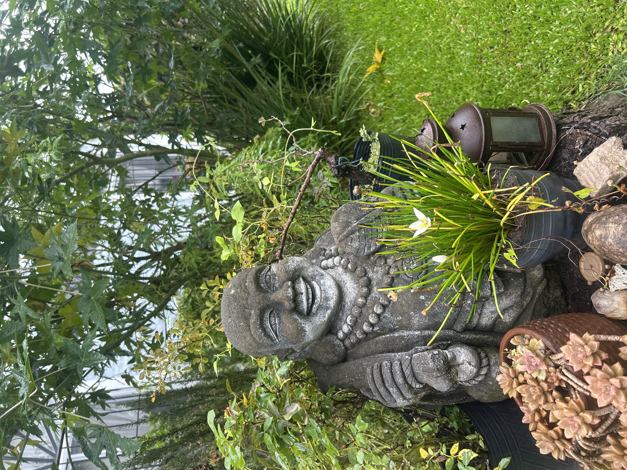The image depicts a garden scene, likely in Del Viso, Argentina, given the prompt's location. A stone statue of a reclining Buddha-like figure is prominently featured, positioned amidst greenery. A pot containing spiky green plants with white flowers rests near the figure's head. Adjacent to the plant pot is an antique metal lantern. To the right of the statue, there's a terracotta pot overflowing with succulents. The surrounding environment includes various plants, grass, and other garden elements, suggesting a backyard or similar garden setting. Some of the plants appear wet, possibly from rain or watering. A tire is partially visible. A tree, likely an Acer palmatum, is visible in the background.