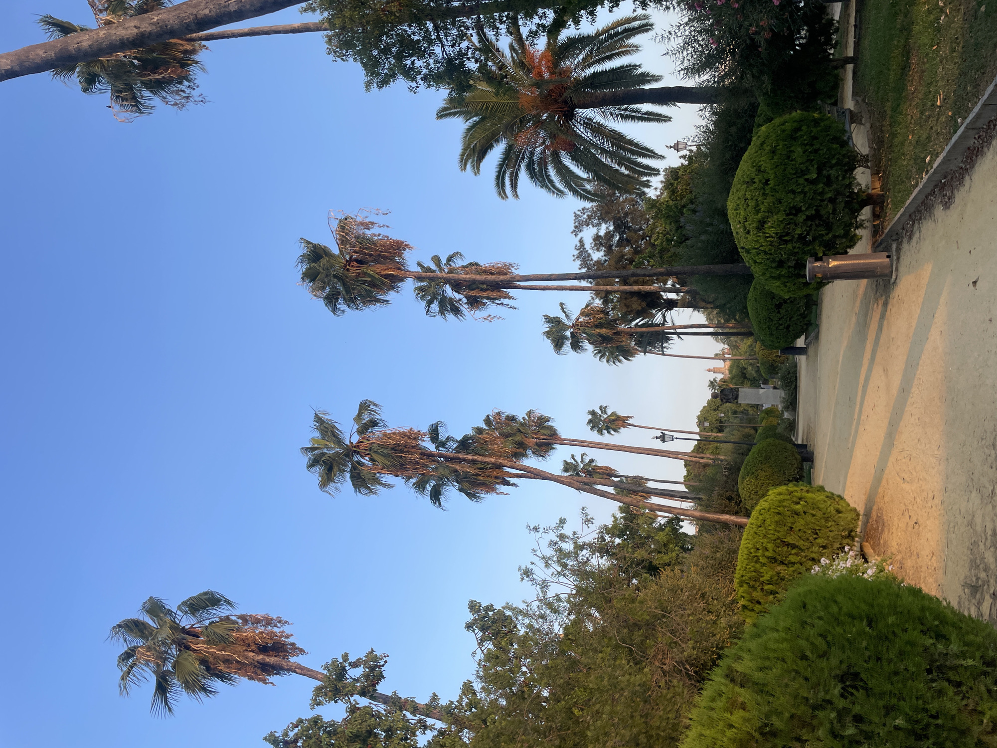 In Sevilla, Spain, a sunlit pathway curves through a park, bordered by meticulously trimmed green bushes on the left and a grassy area on the right. Tall palm trees, some with shedding fronds, dominate the background, interspersed with other lush greenery. The clear blue sky provides a backdrop for the scene. In the distance, a statue is visible, and beyond that, a building with a distinctive dome hints at the city's architecture. A lamppost stands near the pathway, and a trash receptacle is present on the right side. The light suggests it is either early morning or late afternoon, casting long shadows across the path. There are no people or animals visible in the image.