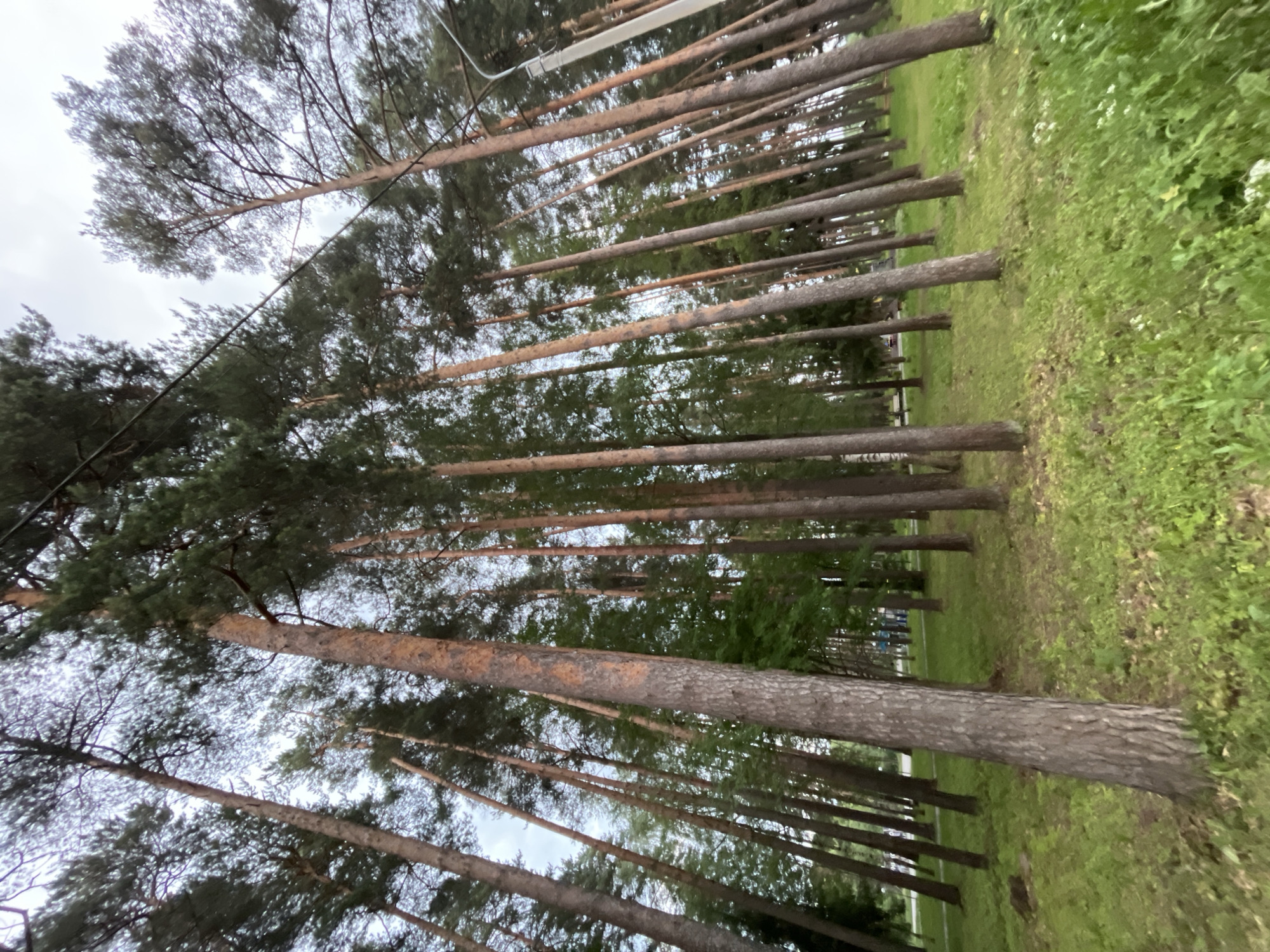 The image depicts a dense forest with tall, mature pine trees. The trees are lined up in rows, creating a pathway or alley. The perspective is looking up into the canopy of the trees, with the sky visible through the branches. The ground is covered in green grass and some undergrowth.
There are no people visible in the image. There are no specific objects that stand out, other than the trees themselves and what appears to be a power line running through the canopy in some sections.
The scene suggests a natural, outdoor environment, possibly a park or a managed forest area given the organized arrangement of the trees. The lighting indicates it could be daytime, with an overcast sky, suggesting a cloudy or possibly late afternoon/early evening. The weather appears to be mild, with the greenery suggesting a season with sufficient rainfall.
There is no visible text in the image. The overall mood is serene and natural, with a sense of depth and verticality created by the tall trees. The location context provided is "Nikolskoye, Russia," which fits the description of a wooded area common in such regions.