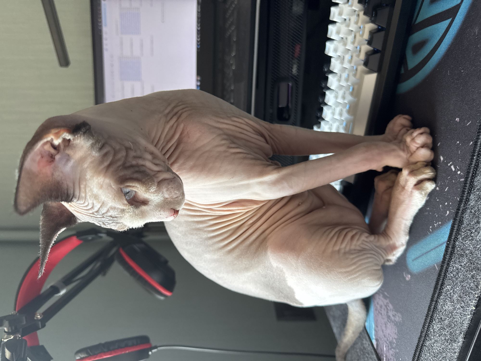 A hairless cat, likely a Sphynx, is the main subject in this vertical, close-up shot. The cat is light pink and has visible skin wrinkles. Its blue eyes are partially closed, giving it a relaxed or sleepy expression. The cat is positioned on a desk, with its paws resting on a black mousepad with a blue design. To the right of the cat, a white mechanical keyboard is visible, and behind the cat, a computer tower and monitor can be seen. In the foreground, a pair of black and red headphones on a stand is out of focus. The lighting appears to be artificial, suggesting an indoor setting, possibly a home office or gaming setup. The image's orientation is rotated 90 degrees counterclockwise. There is no visible text in the image.