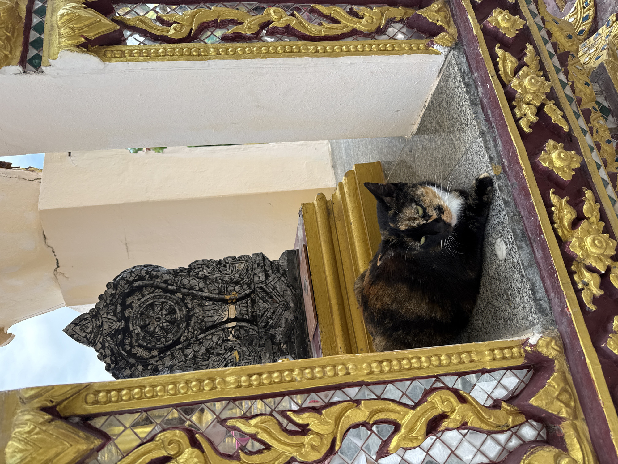 A tortoiseshell cat with black, orange, and white markings lies on a grey stone ledge. Its body is mostly black with patches of orange and white, and its face features a distinctive white chin and chest. The cat is positioned near a decorative architectural element with intricate gold and dark red carvings, which appears to be part of a building in Ko Samui District, Thailand. Behind the cat, a dark stone decorative piece, possibly a sculpture or a religious artifact with circular motifs, sits on a golden pedestal. The environment suggests an outdoor setting, likely within a temple or a similarly ornate structure, indicated by the architectural style and the presence of the decorative elements. The lighting suggests it is daytime.