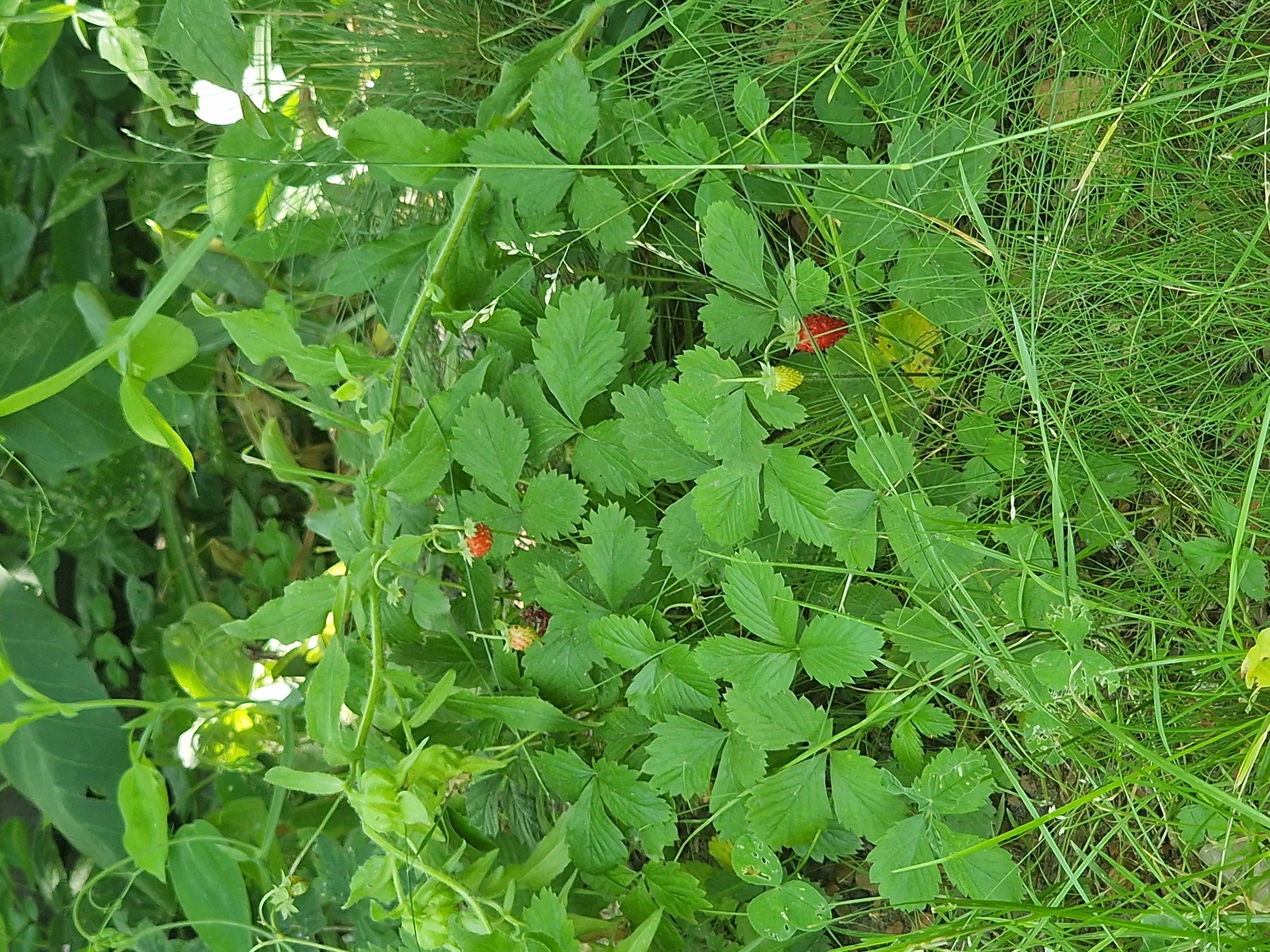 The image shows a patch of wild strawberries growing amongst lush green grass and foliage. The scene appears to be outdoors, likely in a natural setting such as a meadow or field. There are several wild strawberry plants visible, characterized by their trifoliate leaves with serrated edges. Among the greenery, a few wild strawberries are present, with one ripe red berry and another partially ripe yellowish-red berry clearly visible. The overall impression is one of a natural, undisturbed environment, possibly during daylight hours given the vibrant green of the plants. The location is identified as Bershad, Ukraine. No people, text, or specific events are depicted in the image.