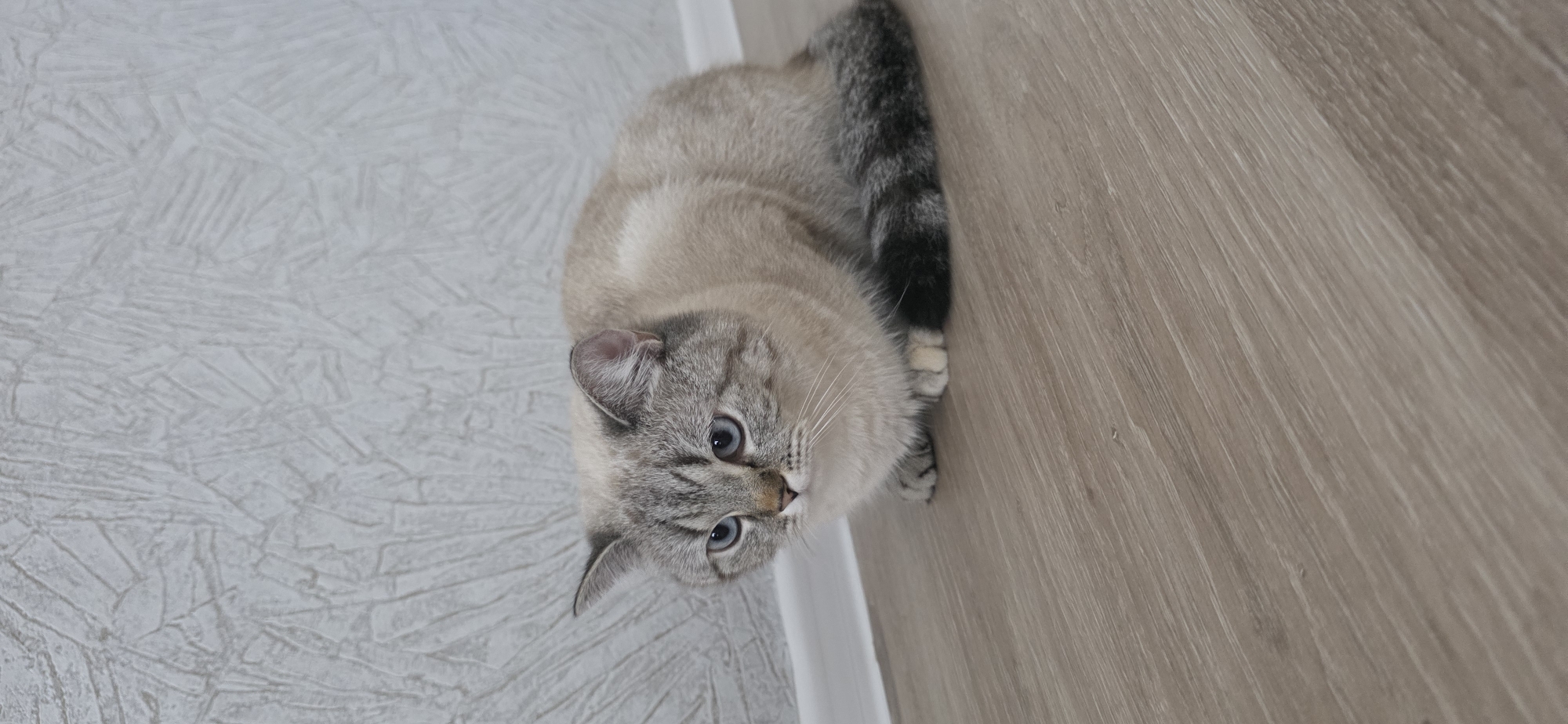 A grey and white tabby cat with blue eyes is sitting on a light brown wooden floor in front of a textured light grey wall. The cat is facing left, with its body curled up and its tail wrapped around its paws. The cat's fur is lighter on its body and darker on its face, ears, and tail. The wall has a repeating pattern of abstract lines. The floor has a wood grain texture. There is a white baseboard between the wall and the floor. The image is taken from a medium angle, focusing on the cat. The scene appears to be indoors, possibly in a residential setting. There are no people or other animals in the image. The lighting is soft and diffused, creating a calm atmosphere.