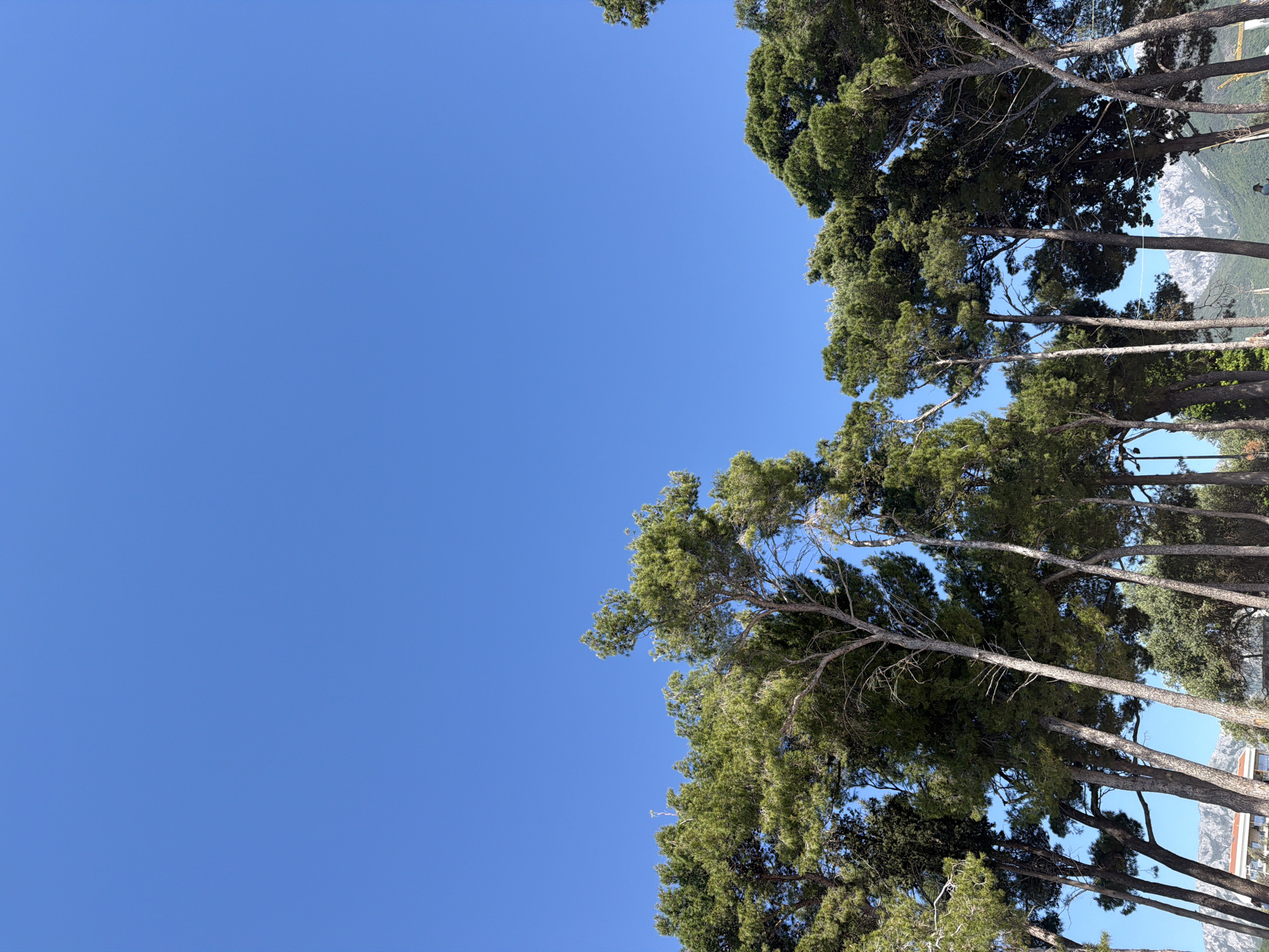 The image shows a view looking up through tall trees towards a clear blue sky. The trees line the right side of the image, with a few trees visible at the top left. In the background, faint outlines of mountains are visible, indicating a coastal location, likely in or near the city of Bar, Montenegro, known for its coastal pine trees. There are no people or other subjects in the frame, only the trees and the sky. The overall impression is one of a sunny, natural scene.