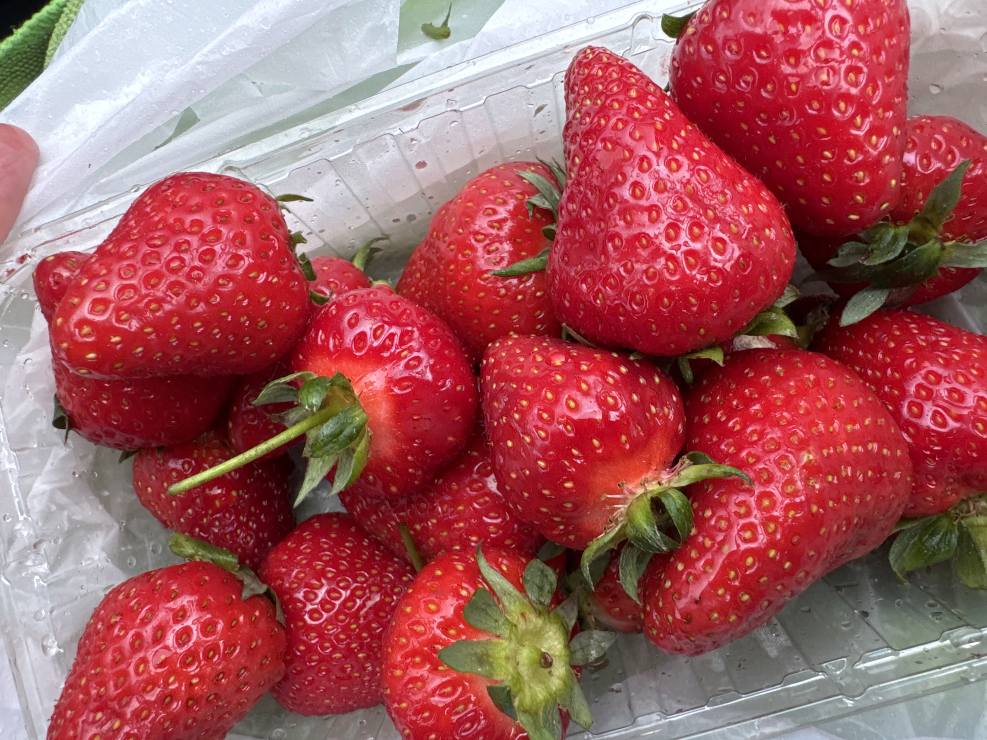 A close-up shot depicts a plastic container filled with ripe red strawberries. The strawberries vary slightly in shape and size, with several exhibiting green stems and leaves. Droplets of moisture are visible on the surface of the plastic container and some of the strawberries.
The image was not taken in the city of Izhevsk, Russia; strawberries are commonly found worldwide.