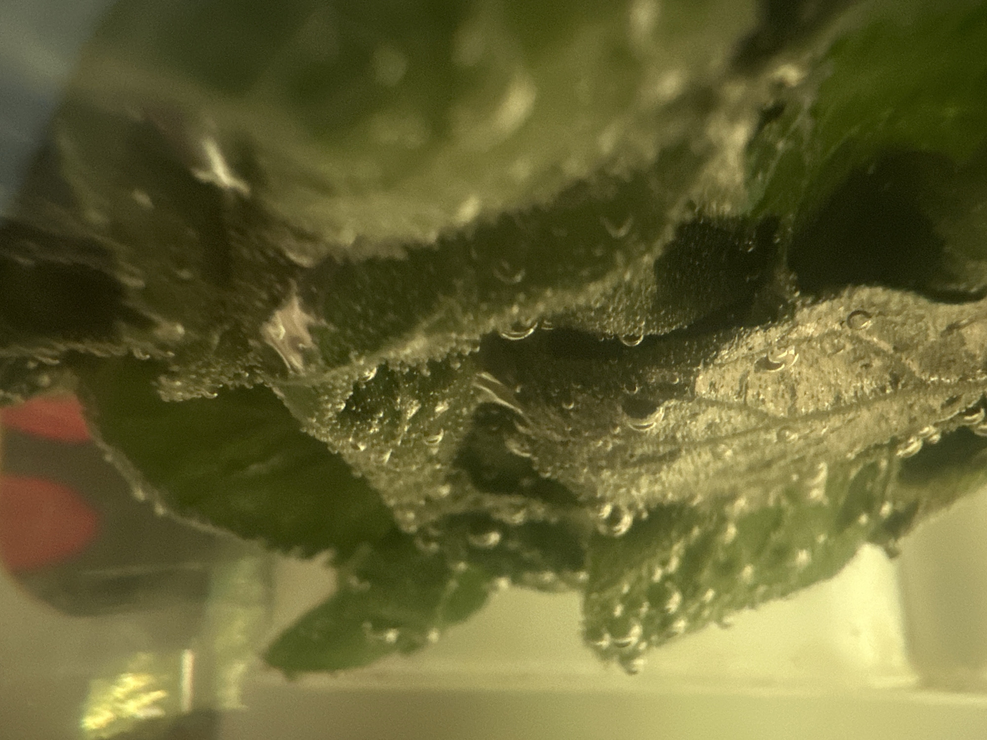 This is an extreme close-up, abstract image of what appears to be plant material submerged in liquid, with numerous small bubbles clinging to its surface. The lighting is dim and casts a yellow-green hue over the scene, with some areas appearing brighter due to the reflection of light off the bubbles and the liquid. The texture of the plant material is rough and uneven, with visible ridges and indentations. Some of the bubbles are individual and spherical, while others are clustered together, forming a frothy layer. The background is out of focus and appears to be a lighter, pale yellow color. The image is highly textured and lacks any clear indication of specific features or context beyond the submerged organic matter and bubbles. There is no discernible location within the city of Chaikovsky, Russia, or any people, actions, or interactions depicted.