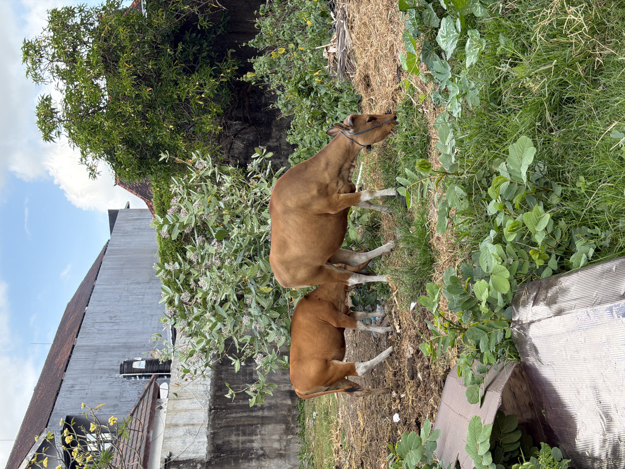 In Kuta, Indonesia, two brown cows are grazing in an open, grassy area adjacent to a concrete wall. The larger cow, in the foreground, is facing right and eating grass. A smaller calf, to the left, is also grazing. Behind the cows, there is a dense growth of green foliage with small purple flowers. In the background, a textured gray concrete wall runs horizontally, with parts of buildings and a water tank visible above it. The sky is partly cloudy with patches of blue. In the foreground, a piece of corrugated material is visible amongst the greenery.