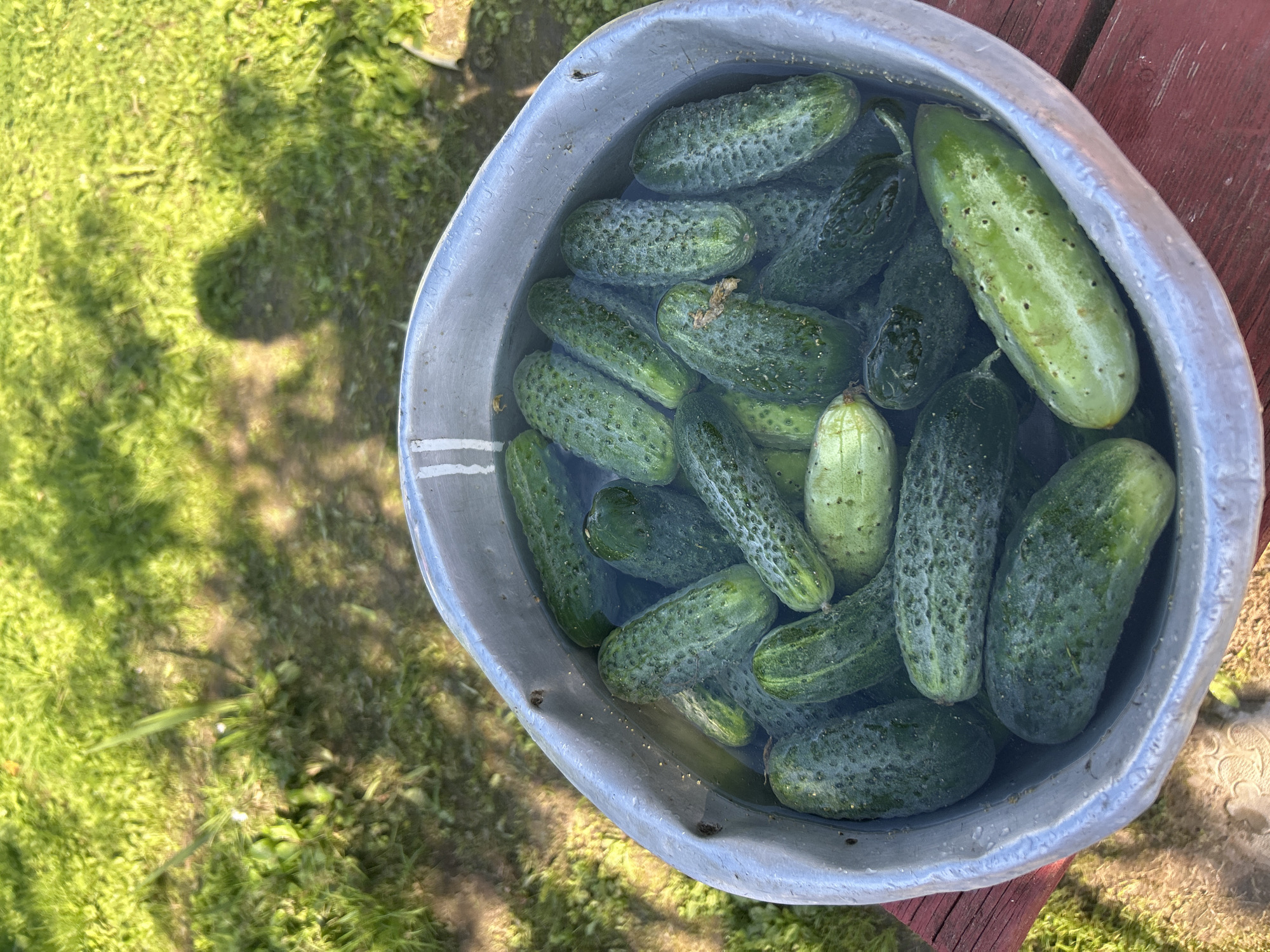 A close-up, overhead shot shows a metal washbasin overflowing with freshly harvested cucumbers submerged in water. The basin, which appears to be old and slightly dented, sits on a weathered red wooden surface. Beyond the basin, a patch of bright green grass is visible, dappled with shadows cast by overhead foliage. The scene suggests an outdoor setting, possibly a garden or yard, in the city of Kalitsino, Russia. The focus is on the abundance of cucumbers, glistening with water droplets, their bumpy texture clearly defined. The sunlight highlights the green of the cucumbers and the surrounding grass.