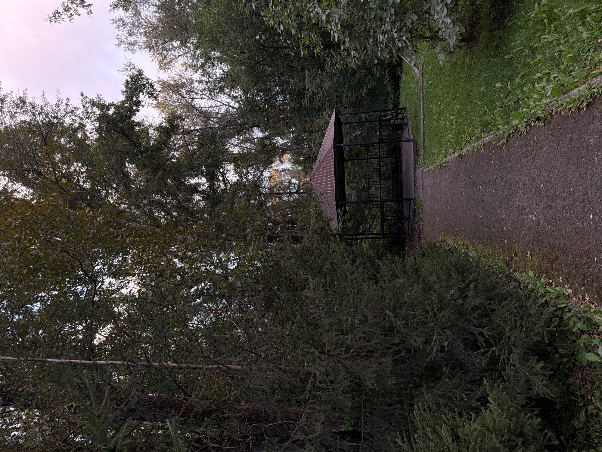 A paved path leads through a wooded area toward a dark metal gazebo with a brown, corrugated roof. The gazebo is surrounded by a black metal fence. Lush green grass lines the right side of the path, and tall trees with dark green foliage dominate the landscape, their branches reaching towards a pale, overcast sky. The overall impression is one of a shaded, natural park setting, likely within a residential area given the typical placement of such gazebos in Russian cities. The scene is devoid of any people or visible signs of human activity beyond the constructed elements of the path and gazebo. The image appears to have been taken during daylight hours, possibly late afternoon or early evening, given the soft light and the slightly muted colors.