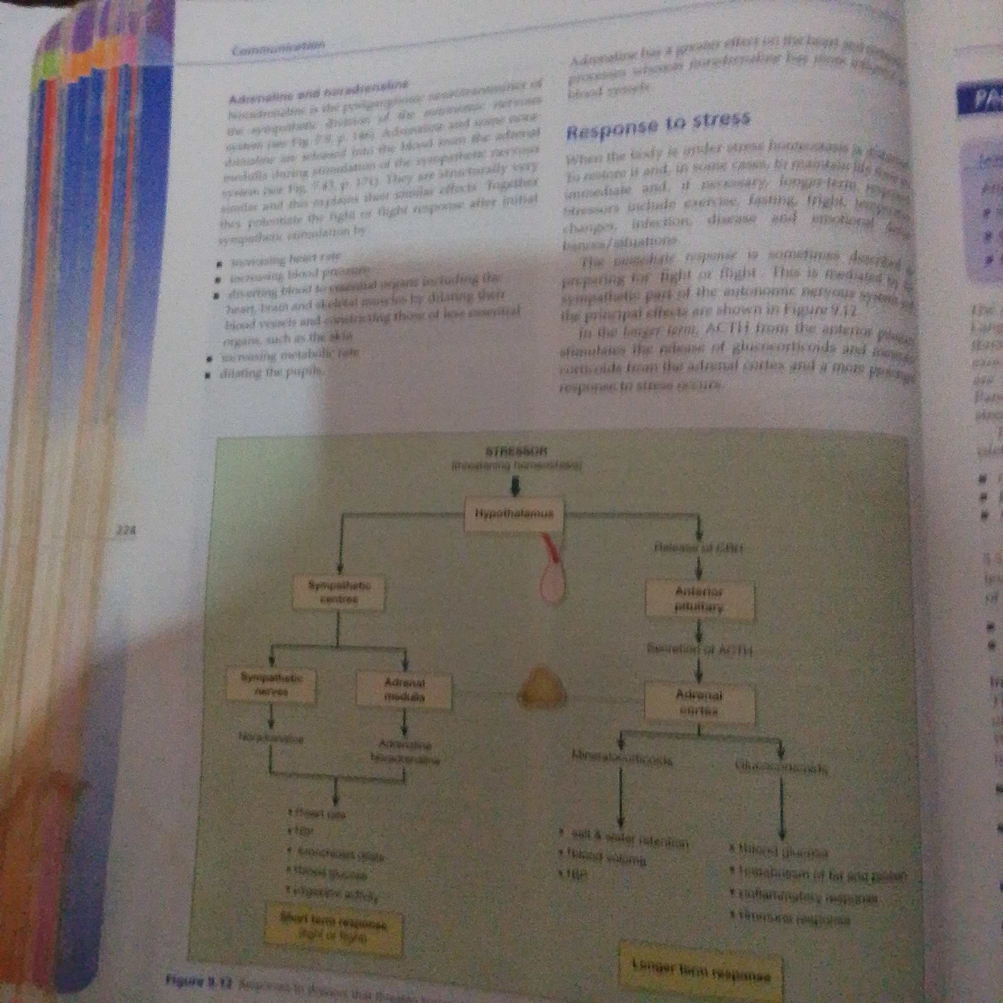 The image is a close-up shot of an open textbook, with a portion of the right page visible. The page is filled with text and a diagram. The text discusses the "Adrenal and noradrenaline" and the "Response to stress" in the human body, explaining physiological reactions to stressors. The diagram, labeled "Figure 9.12," illustrates the body's response to stress, detailing the roles of the hypothalamus, adrenal medulla, anterior pituitary, and adrenal cortex. It differentiates between short-term responses, like the "fight or flight" response, and longer-term responses.
Visible text includes headings like "Communication," "Response to stress," "STRESSOR (threatening homeostasis)," "Hypothalamus," "Sympathetic centres," "Adrenal medulla," "Adrenal cortex," "Release of CRH," "Anterior pituitary," "Secretion of ACTH," and "Short term response (fight or flight)," as well as "Longer term response." Bullet points detailing physiological effects are also present, such as "increasing heart rate," "increasing blood pressure," "diverting blood to essential organs," "increasing metabolic rate," and "dilating the pupils." The text also mentions hormones like adrenaline, noradrenaline, ACTH, glucocorticoids, and mineralocorticoids.
The overall impression is educational, likely from a biology or physiology textbook, focused on explaining the neuroendocrine system's role in stress response. There are no people, objects other than the book, or any specific scene or setting cues, apart from the book being open, implying it's being read or studied. The lighting suggests an indoor environment. The page numbers "224" and "PA" are also visible.