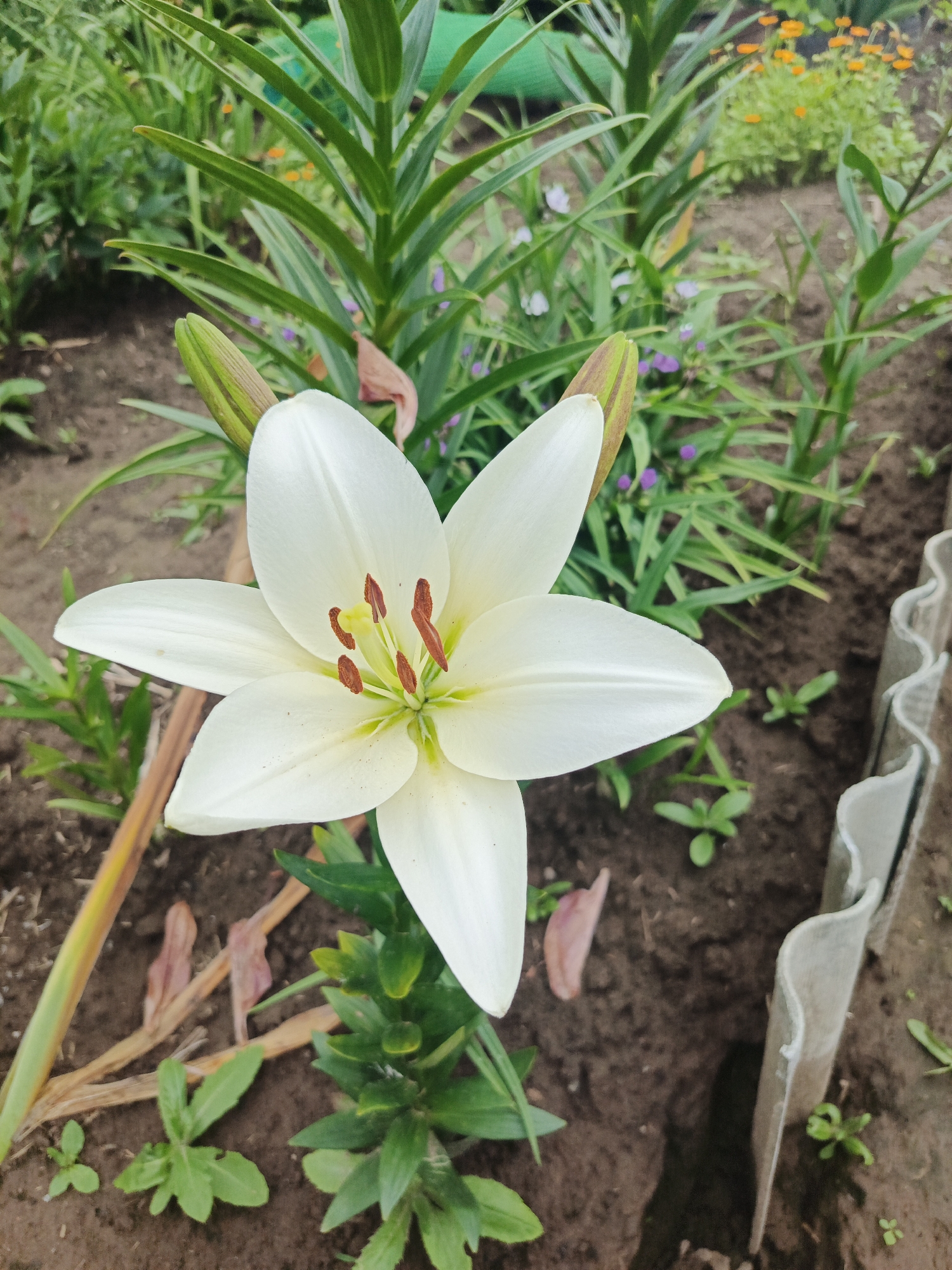 A single, white lily blooms prominently in the center of the frame, its petals unfurled and revealing a cluster of dark red stamens and a green pistil. The lily is surrounded by lush green foliage and other plants. In the background, a row of small orange flowers is visible. The ground is dark soil, with some dry leaves scattered around the base of the lily. A corrugated, light gray material, possibly a garden edging, runs along the right side of the image. The overall setting appears to be a garden or a natural outdoor area, possibly within a rural or suburban location such as Kharnavy, Russia.