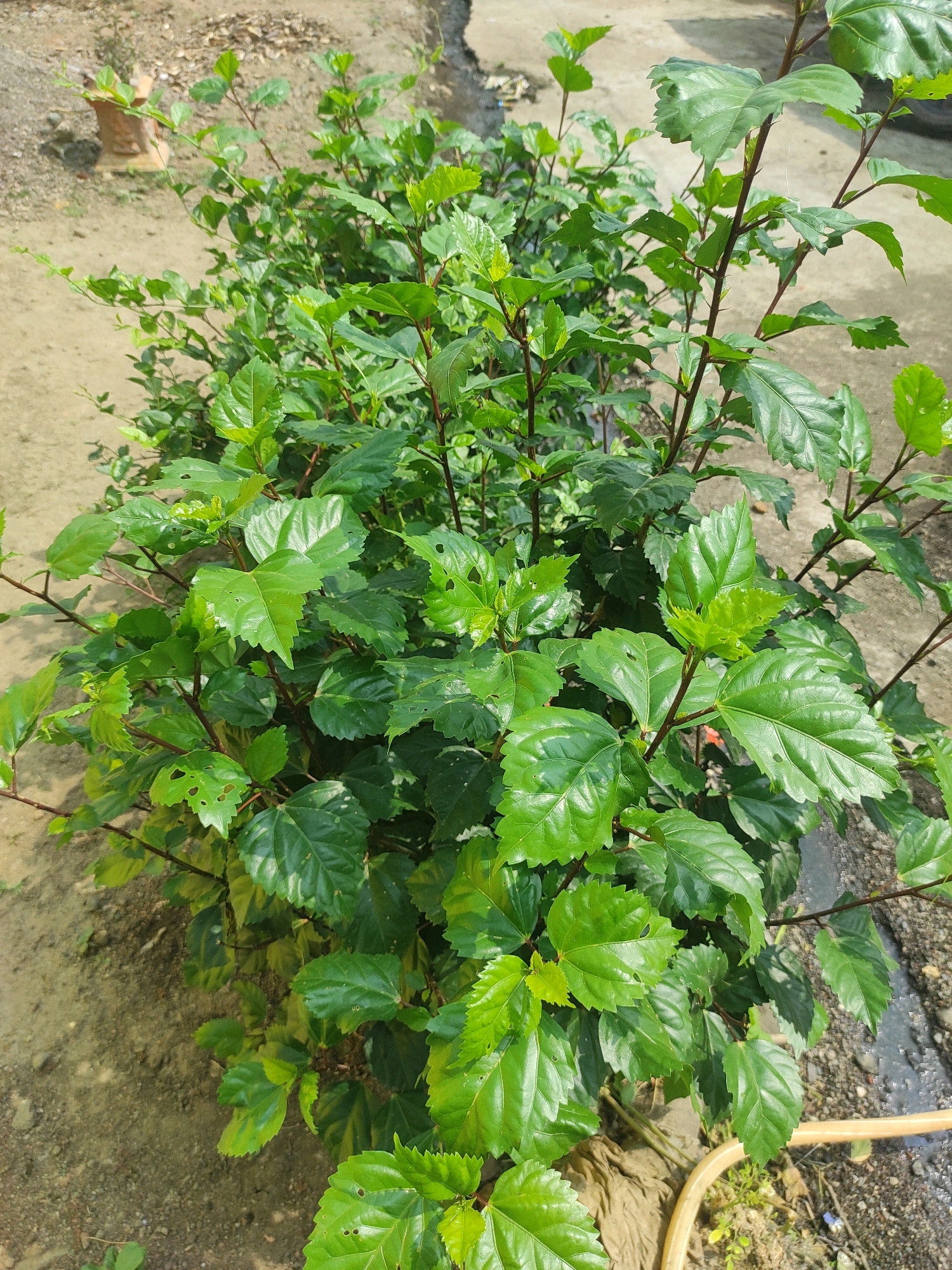 The image shows a close-up view of a dense, green hibiscus plant with dark stems. The leaves are glossy and have serrated edges, with some showing small holes. The plant is growing outdoors, with a sandy, dirt-like ground visible in the foreground and background. Some blurred background elements suggest a pathway or paved area. The overall impression is of a well-established plant in a naturalistic setting, likely in a garden or yard. No people or specific structures are clearly identifiable within the frame, apart from a blurred reddish-brown object in the upper left, possibly a terracotta pot or decorative element.
