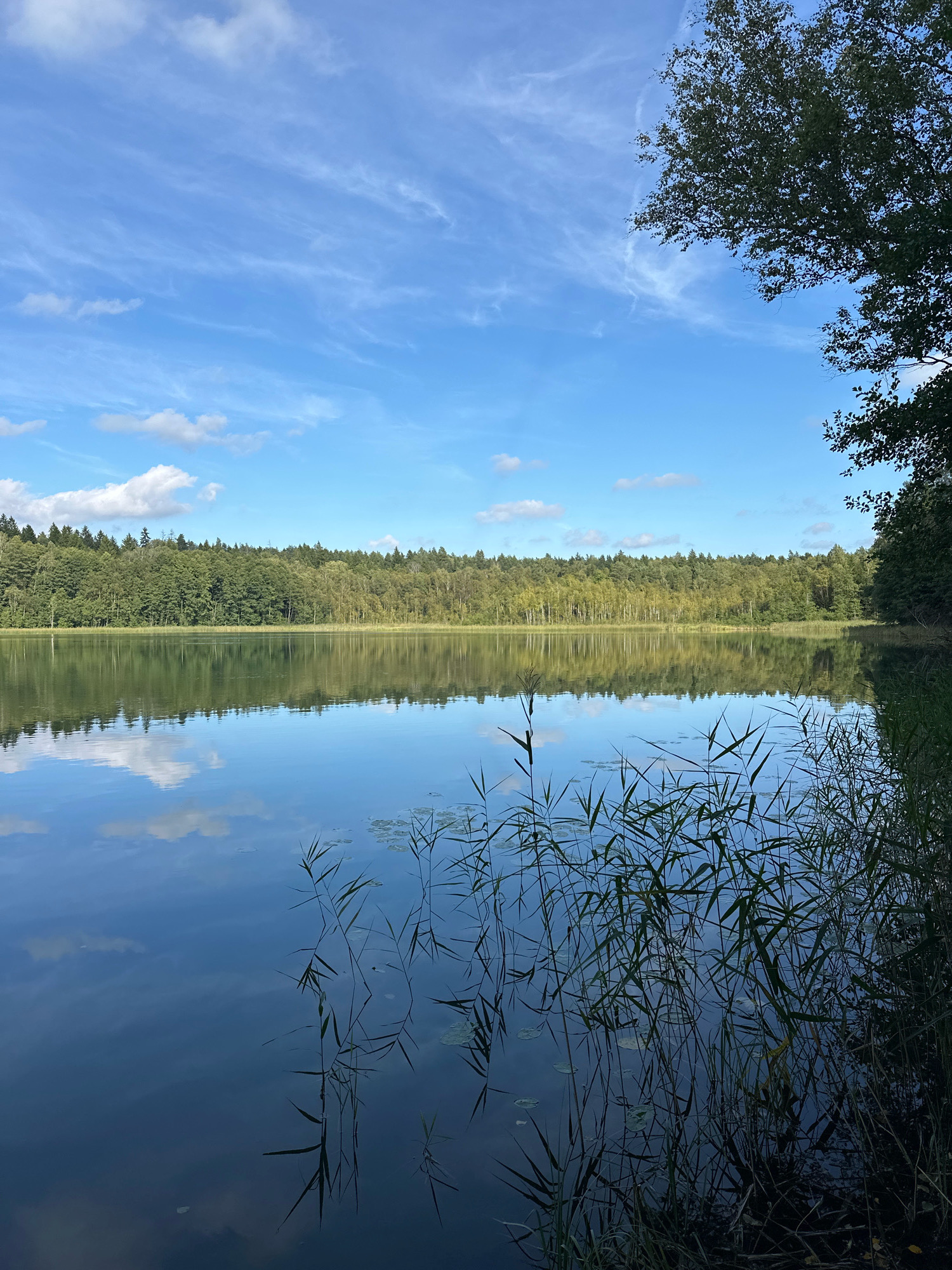 This is a landscape photograph of a serene lake in Свірскі сельскі Савет, Belarus. The scene is dominated by a calm body of water reflecting the clear blue sky, which is partially filled with wispy white clouds. A dense forest, comprised of a mix of green deciduous and coniferous trees, lines the far bank of the lake, its reflection sharp and clear on the water's surface. In the foreground, tall reeds and other aquatic vegetation emerge from the water, adding texture and depth to the scene. To the right of the frame, the dark foliage of a tree overhangs the water, partially obscuring the sky and the far bank. The overall impression is one of tranquility and natural beauty. There are no people or animals visible in the photograph.