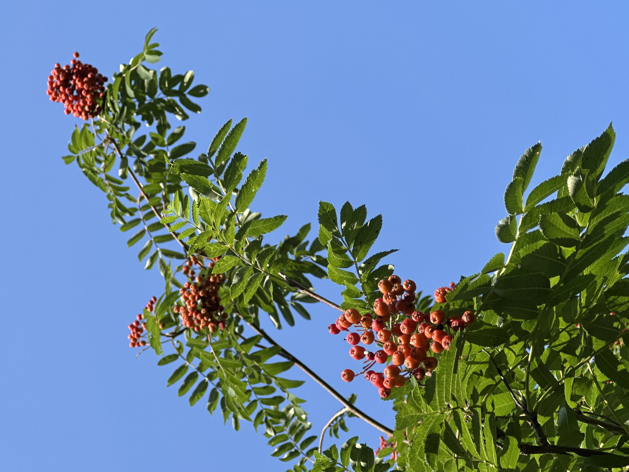 The image shows a branch of rowan tree with red berries and green leaves against a clear blue sky. The lower portion of the image displays a cluster of red rowan berries, some appearing ripe and others still slightly orange. The leaves are compound, with serrated edges, and are a vibrant green. The upper portion of the image shows another cluster of berries, further away and slightly out of focus, still against the same blue sky. There is no indication of people or any specific urban or rural setting. The scene is a naturalistic depiction of the rowan tree, and its location in Uray, Russia, is not visually evident from the image.