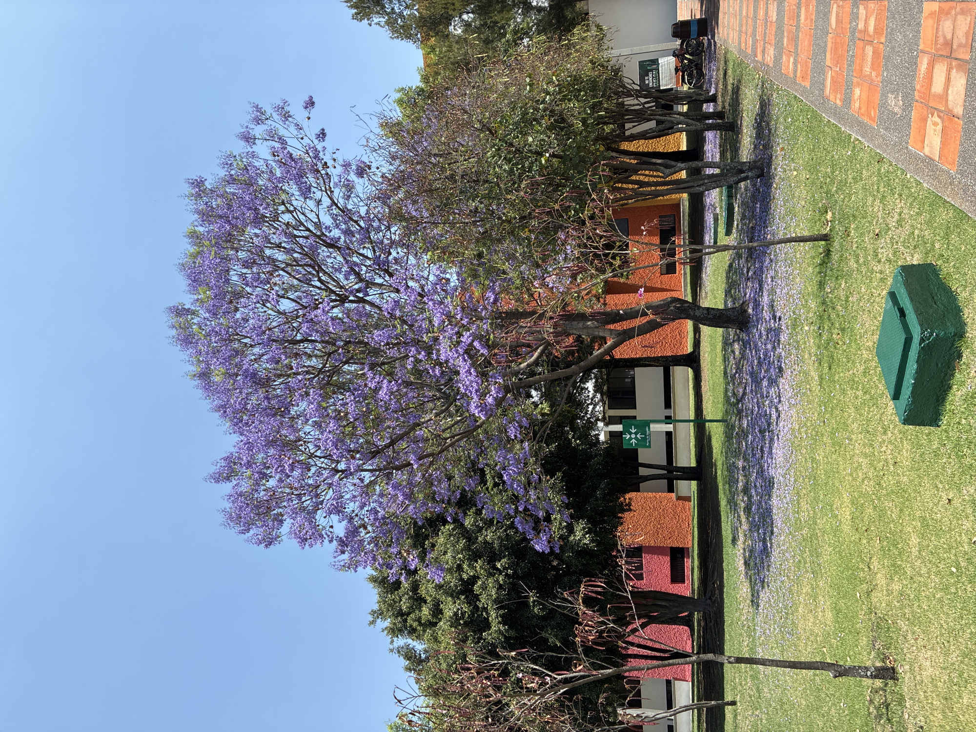 The media file captures a vibrant outdoor scene, likely in an urban or campus setting in San Andrés Cholula, Mexico, during the daytime with clear, sunny weather.
The primary subject is a large, profusely blooming Jacaranda tree, its canopy filled with striking purple flowers that dominate the left-central portion of the frame. Many purple petals are scattered across the bright green grass beneath the tree, indicating the height of its blooming season. To the right of the Jacaranda, other trees with varied foliage, some green and some with bare branches, extend further into the background.
In the background, several buildings with distinct architectural features are visible. Some have warm, earthy-toned walls, appearing reddish-orange or terracotta, while others are white. A paved walkway with a pattern of orange square tiles runs along the right side of the image, bordering the grass. A bright green, rectangular structure or box is situated on the grass in the foreground on the right.
There is no explicit human activity taking place. The scene appears peaceful and well-maintained.
Notable details include:
- A clear blue sky occupying the upper portion of the image.
- A green sign in the mid-ground, beneath the trees, displaying a white evacuation symbol (four arrows pointing towards a central square, and an arrow indicating a direction), with partially visible text below that might read "Punto de Reunión" (Meeting Point).
- Another green sign is partially visible further in the background, near some bicycles parked next to a building, with fragments of text like "NO INGRESES CON MASCOTAS" (Do not enter with pets) and "CUIDE EL AMBIENTE" (Take care of the environment).