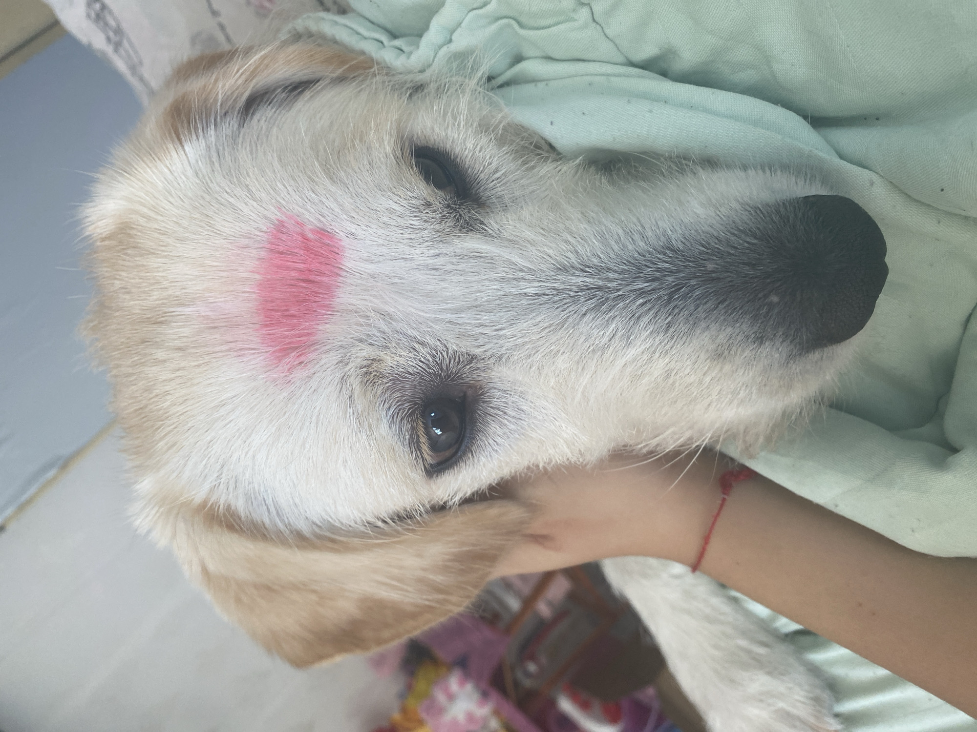 A medium shot of a dog's face is captured in a close-up, head-on perspective. The dog, with light-colored fur and brown ears, has a bright pink lipstick mark on its forehead, resembling a kiss. Its dark eyes are directed slightly to the left, and its nose is a dark shade of gray. The dog is lying down, with its head supported by a person's arm and a light green blanket. The arm, adorned with a thin red string bracelet, gently holds the dog's head. The background is slightly blurred, showing hints of patterned fabric in shades of pink and white, suggesting an indoor setting. There are no discernible city landmarks or environmental clues to indicate a specific location within Blagoevgrad, Bulgaria.