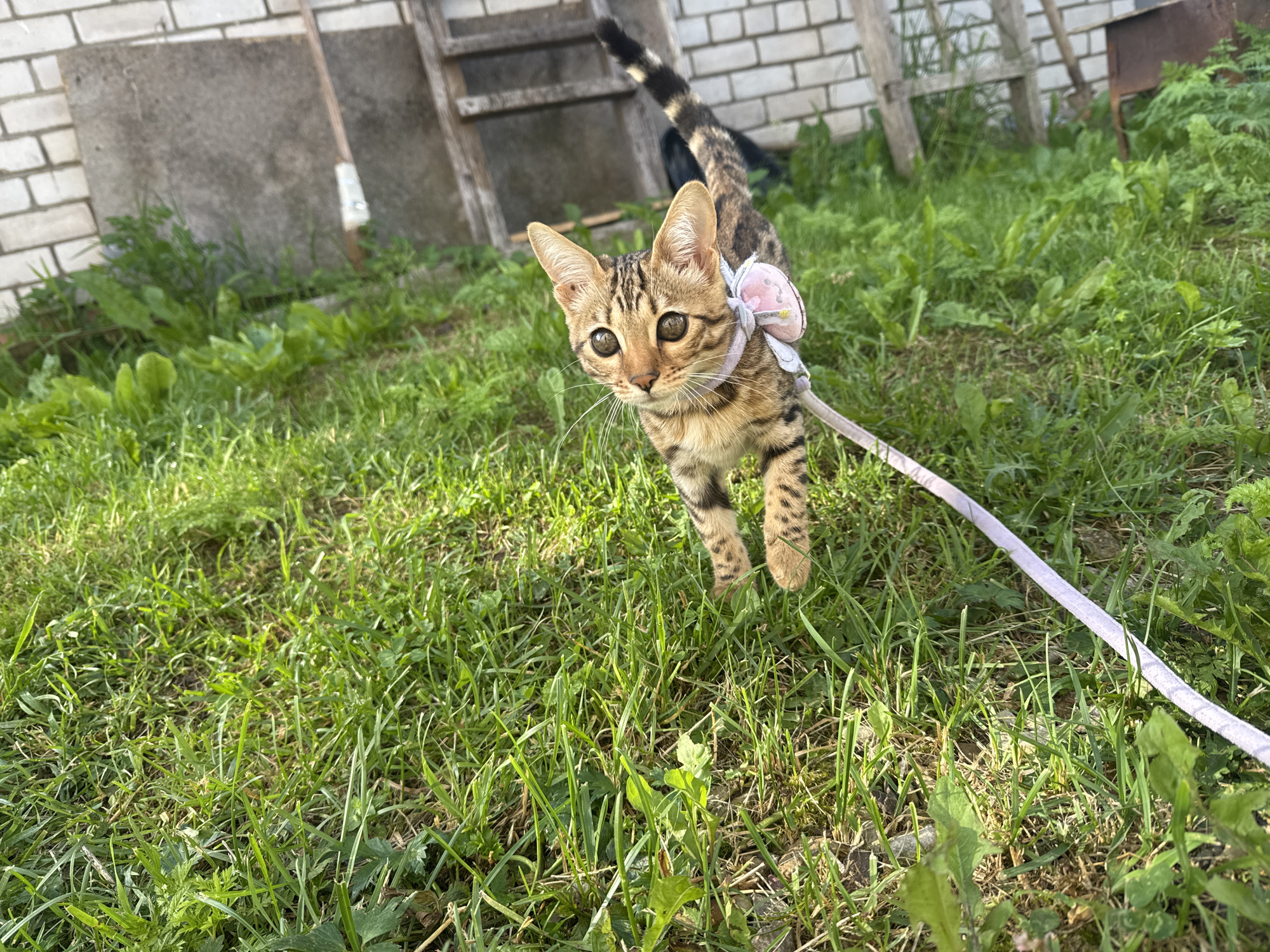 A Bengal kitten with a pink bow on its harness is walking on a leash through a grassy area with a brick building and wooden structures in the background. The kitten has brown and black tabby markings, large ears, and wide, amber eyes. The leash is a pale pink color. The environment appears to be an outdoor space, possibly a yard or garden, with green grass and various plants. The brick building has a rough texture and is partially obscured by greenery. Wooden elements, possibly part of a fence or shed, are also visible. The image is taken from a low angle, making the kitten appear larger and more prominent. The lighting suggests it is daytime, with sunlight casting shadows on the grass. The overall scene depicts a domestic animal in an outdoor setting.