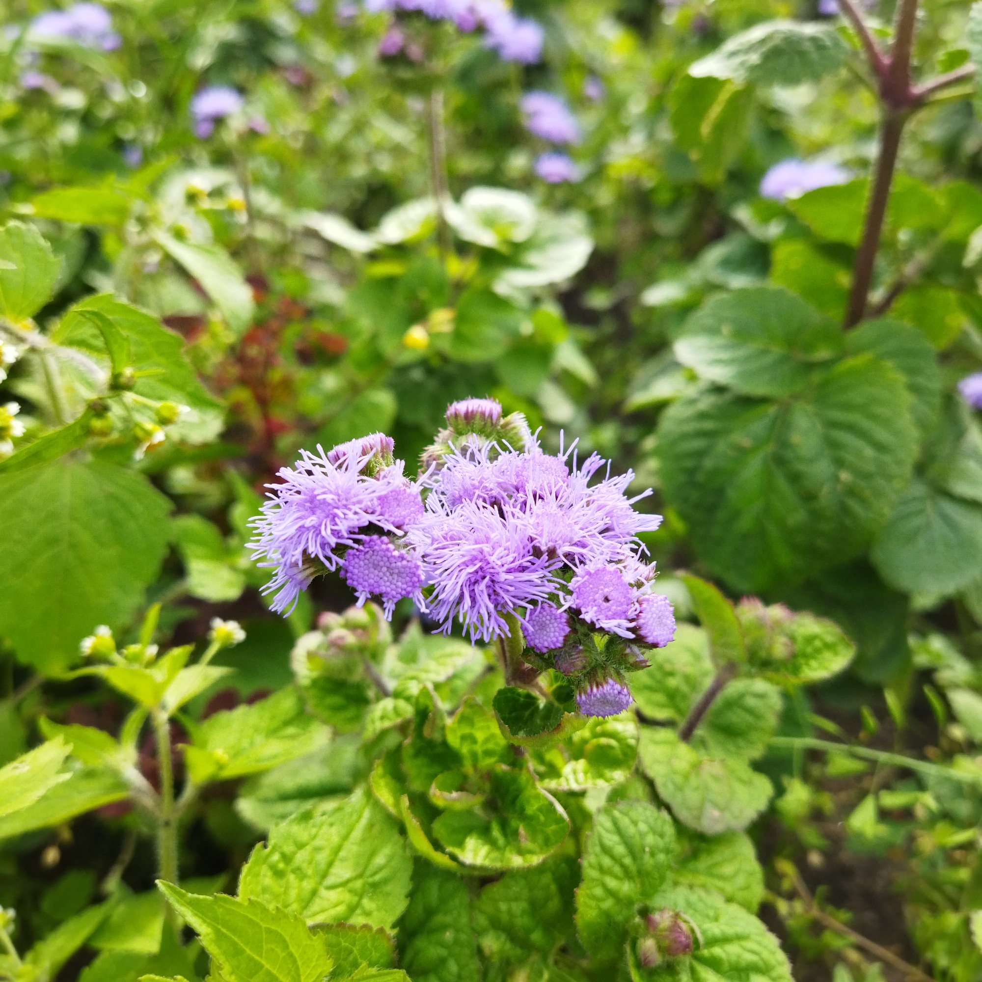 This is a close-up, eye-level, medium shot of a cluster of fluffy, purple Ageratum flowers, also known as "floss flowers." The flowers are the central focus of the image, with their fine, almost thread-like petals creating a soft, fuzzy appearance. They are clustered together on a stem, with some buds also visible.
The background is filled with lush green foliage, creating a natural garden setting. The leaves are varied in shape and size, and some appear slightly fuzzy, possibly from the same plant or nearby vegetation. The lighting suggests it is daytime, with soft, diffused light, indicating possibly an overcast day or a shaded area. There are no people or specific objects, other than the flowers and plants, visible in the media. The overall mood is peaceful and serene, highlighting the delicate beauty of the flowers and the vibrancy of the surrounding greenery. The location context of Polatsk, Belarus, places this scene within a specific geographical region, but provides no direct visual cues within the image itself. There is no visible text.