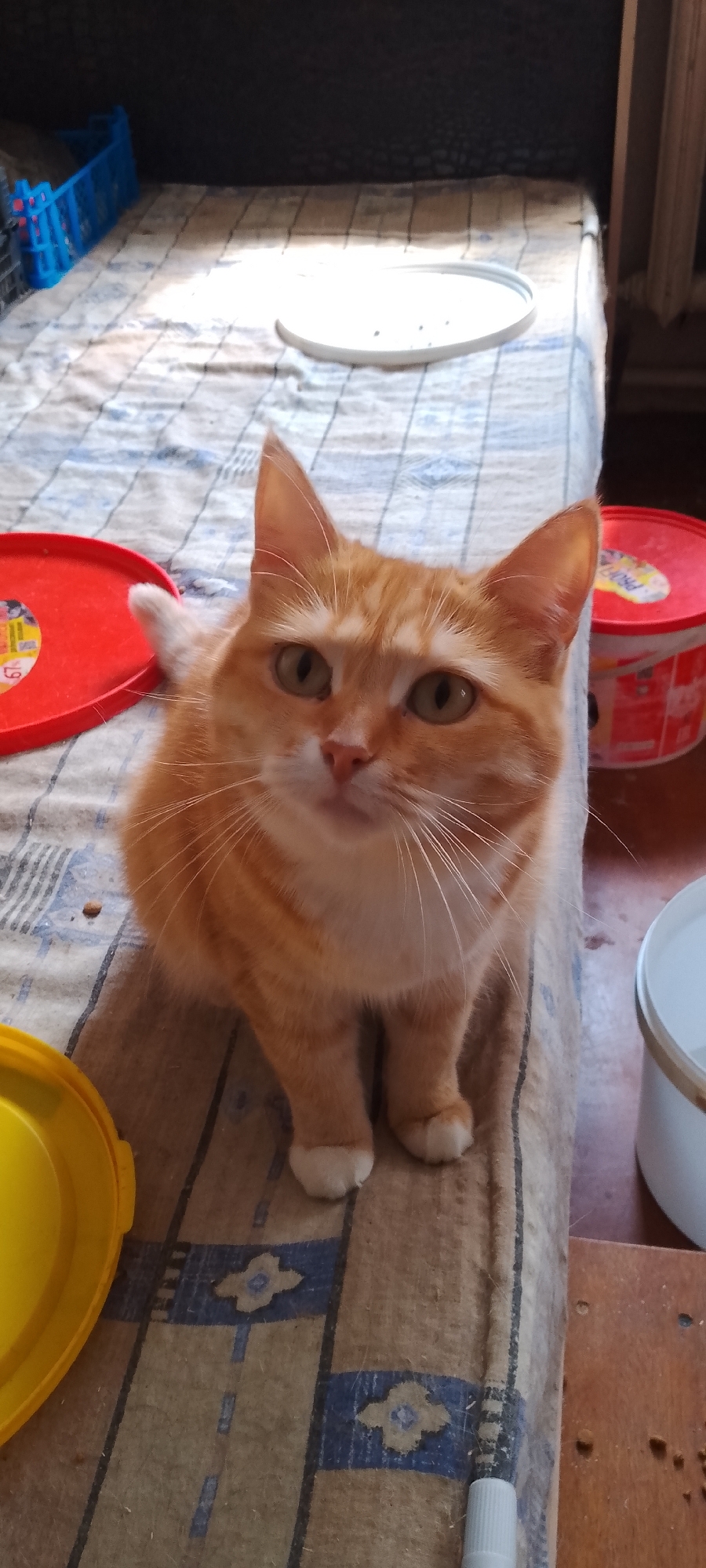 A close-up shot focuses on a ginger tabby cat sitting on a patterned blanket. The cat is facing the camera, with its front paws neatly tucked underneath its body. Its eyes are green, and it has long white whiskers. The blanket appears to be a light beige with a repeating pattern of blue floral shapes and thin black stripes.
In the background, several objects are visible. To the left, there is a red plastic lid. Further back and to the left, a blue plastic crate is partially visible. To the right of the cat, there are two red and white cylindrical containers, one of which has a label with some Cyrillic text. Further to the right, a white bucket or container is visible. The overall setting appears to be indoors, possibly a domestic environment, with the blanket likely covering a piece of furniture. The lighting suggests it is daytime, with sunlight filtering in from the side, casting shadows and highlighting the cat's fur.
The image does not contain enough information to determine the specific location in the city of Belgorod, Russia. The objects and the cat's appearance are not uniquely tied to a specific region or location within a city.
