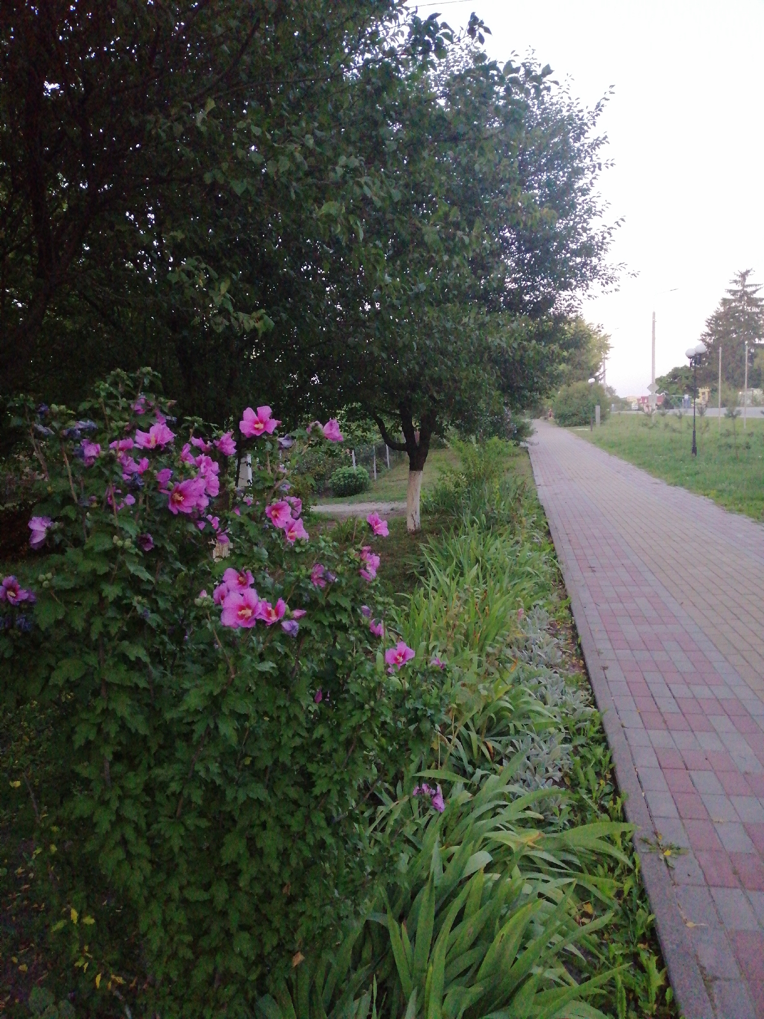 The image depicts a paved pedestrian walkway alongside a lush green area with flowering bushes and trees. The walkway is constructed with reddish-pink and grey rectangular pavers, laid in a patterned arrangement. To the left of the walkway, there is a dense bush with vibrant pink hibiscus flowers in full bloom. Behind the bush, a large tree with dark green foliage casts shadows. Further back, a narrow dirt path is visible, and beyond that, a low fence. The background shows more greenery, including tall grass and shrubs, and in the distance, there are buildings and streetlights, suggesting an urban or suburban setting. The sky is overcast and bright, indicating it might be early morning or late afternoon. The scene is likely located in the city of Lanivtsi, Ukraine, given the prompt's context. No people or animals are present in the image.