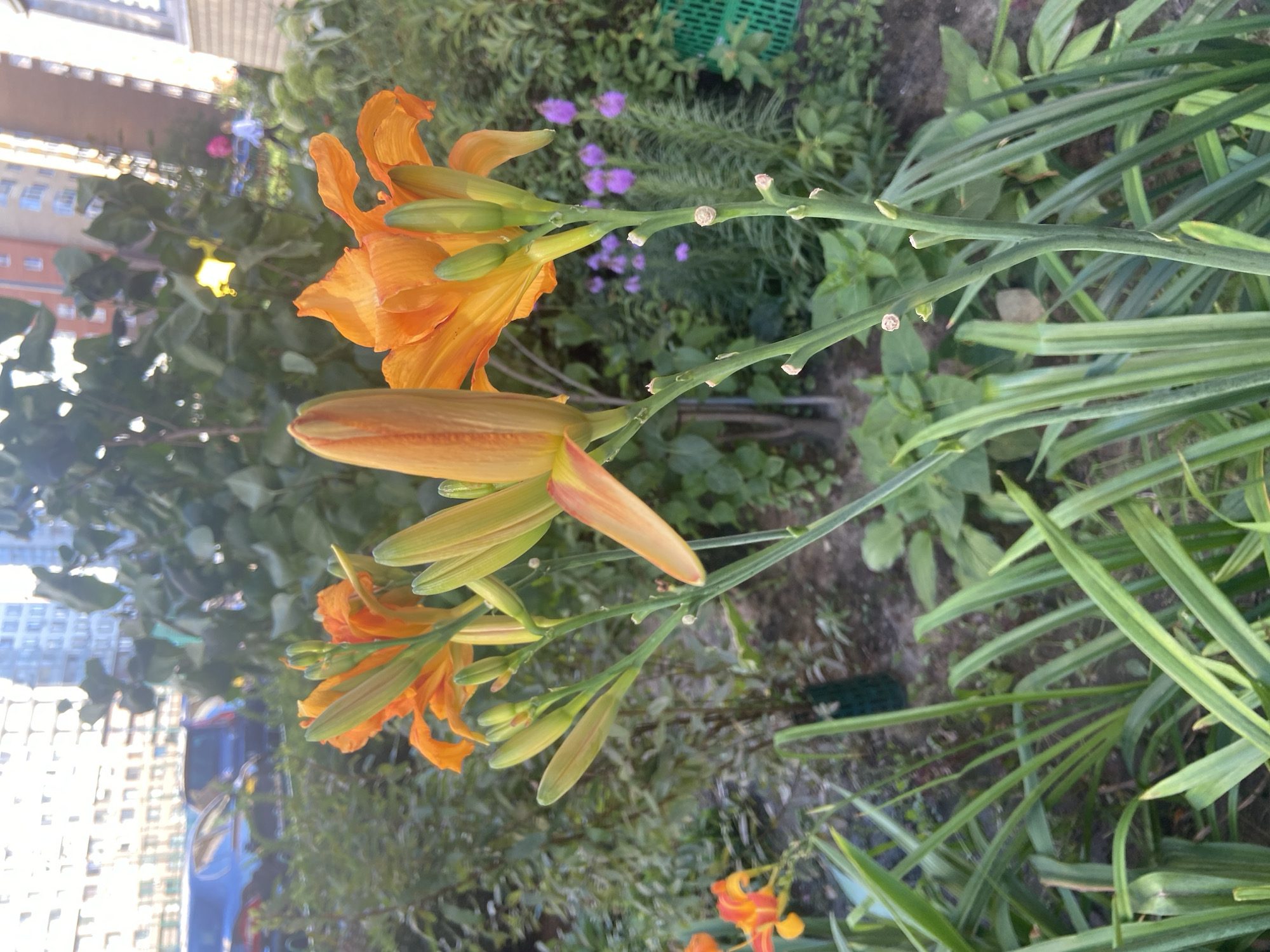 In Balashikha, Russia, an urban garden scene features blooming orange daylilies in the foreground. The flowers, with vibrant petals and buds, rise from green stalks. Behind them, lush green foliage forms a dense backdrop, interspersed with smaller purple flowers and a bright green plastic crate. In the mid-ground, out-of-focus figures and vehicles suggest a residential area, with apartment buildings visible in the distant background under a bright sky. The lighting indicates it is daytime.