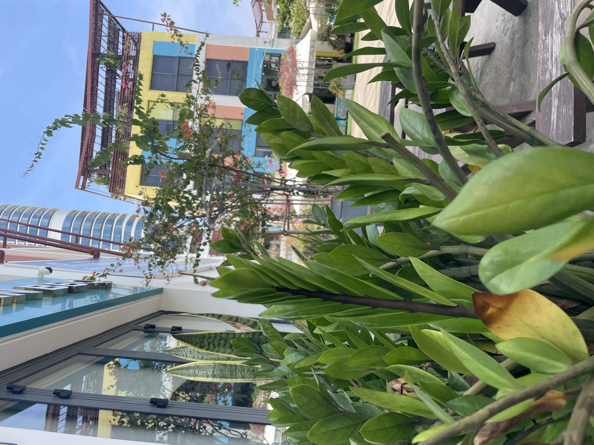 The image, likely taken in Bac Nha Trang Ward, Vietnam, presents a close-up view of green plants in the foreground, obscuring much of the background. A multi-story building painted in vibrant colors like yellow, blue, and peach is visible behind the plants. A metal structure with foliage growing on it is atop this building. The bottom part of the picture shows a window and a portion of another building. The sky is blue.